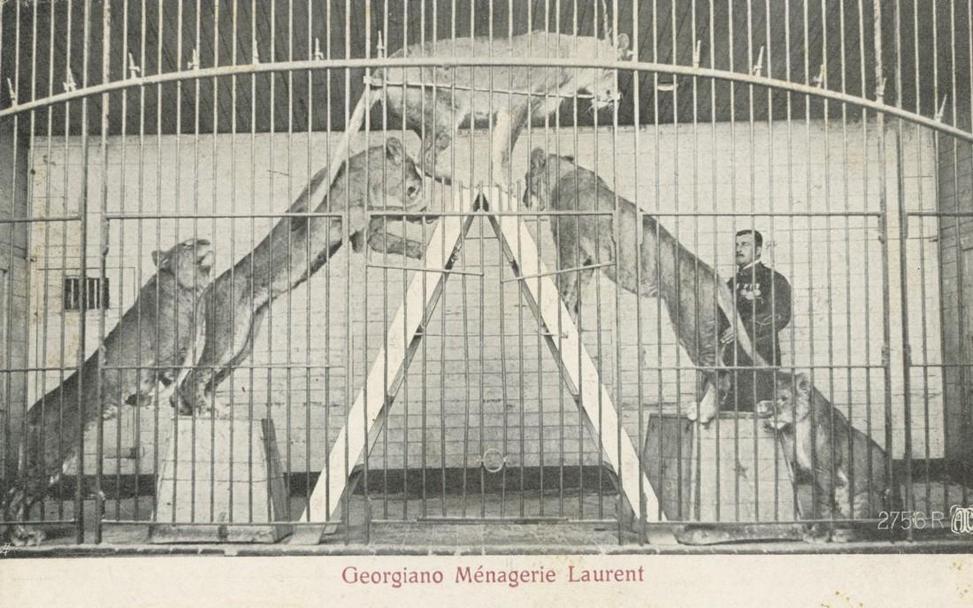 Antique Original Photo PC Circus Lions Cage, 1910s (1 of 2)