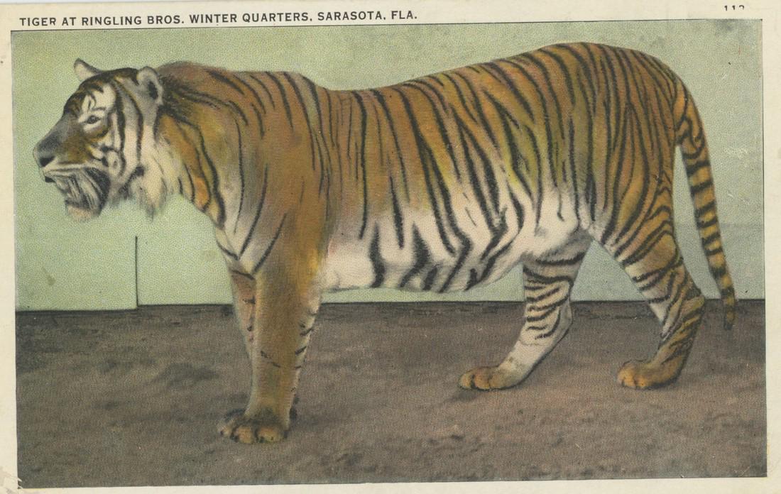Original PC Circus Ringling Bros Tiger, 1910s (1 of 2)