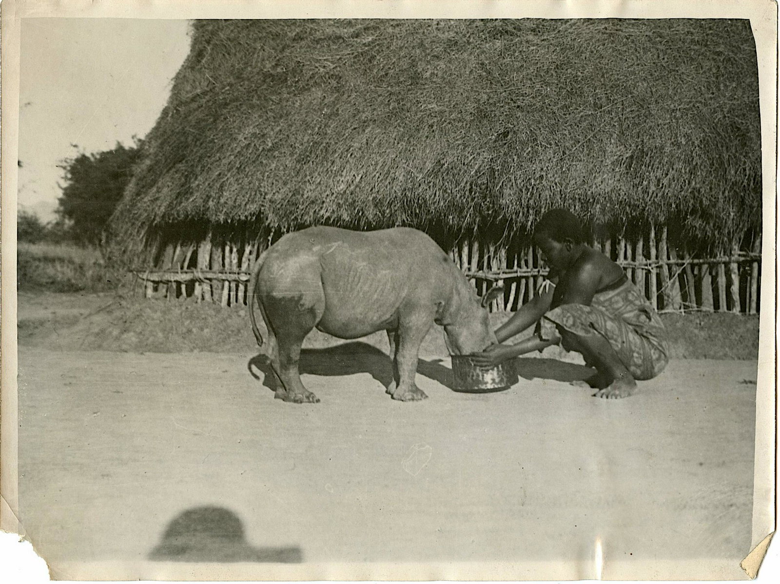 Antique Early Photo Feeding Baby Rhinoceros Africa: This original and authentic photograph of the time is a unique opportunity for collectors. The provenance is from Victor Forbin's private collection. This collection remained stored since the middle o