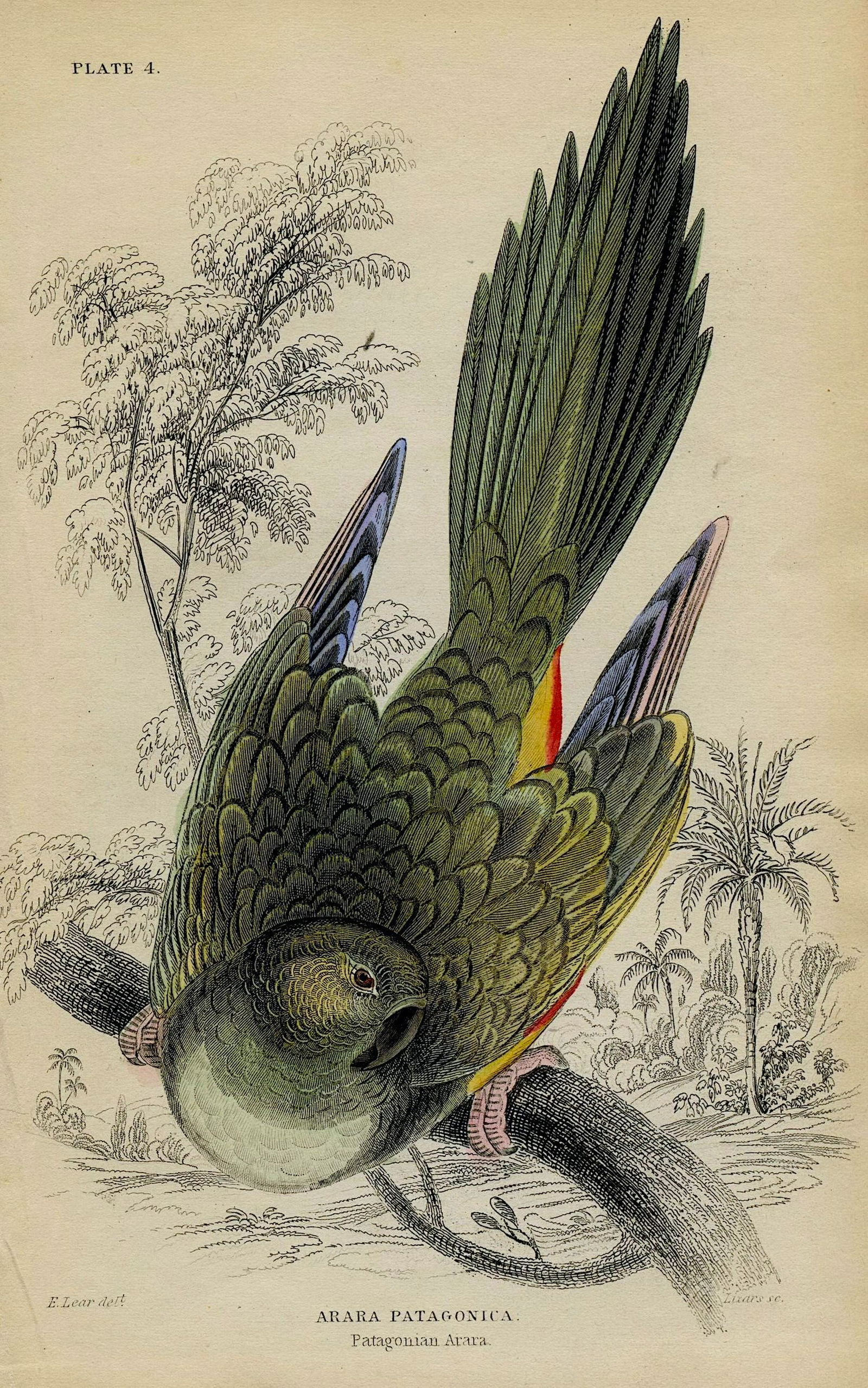 Antique Hand Colored Bird Litho by Edward Lear, 1836 -: Paper Dimensions 6.75" x 4.25" Approx
