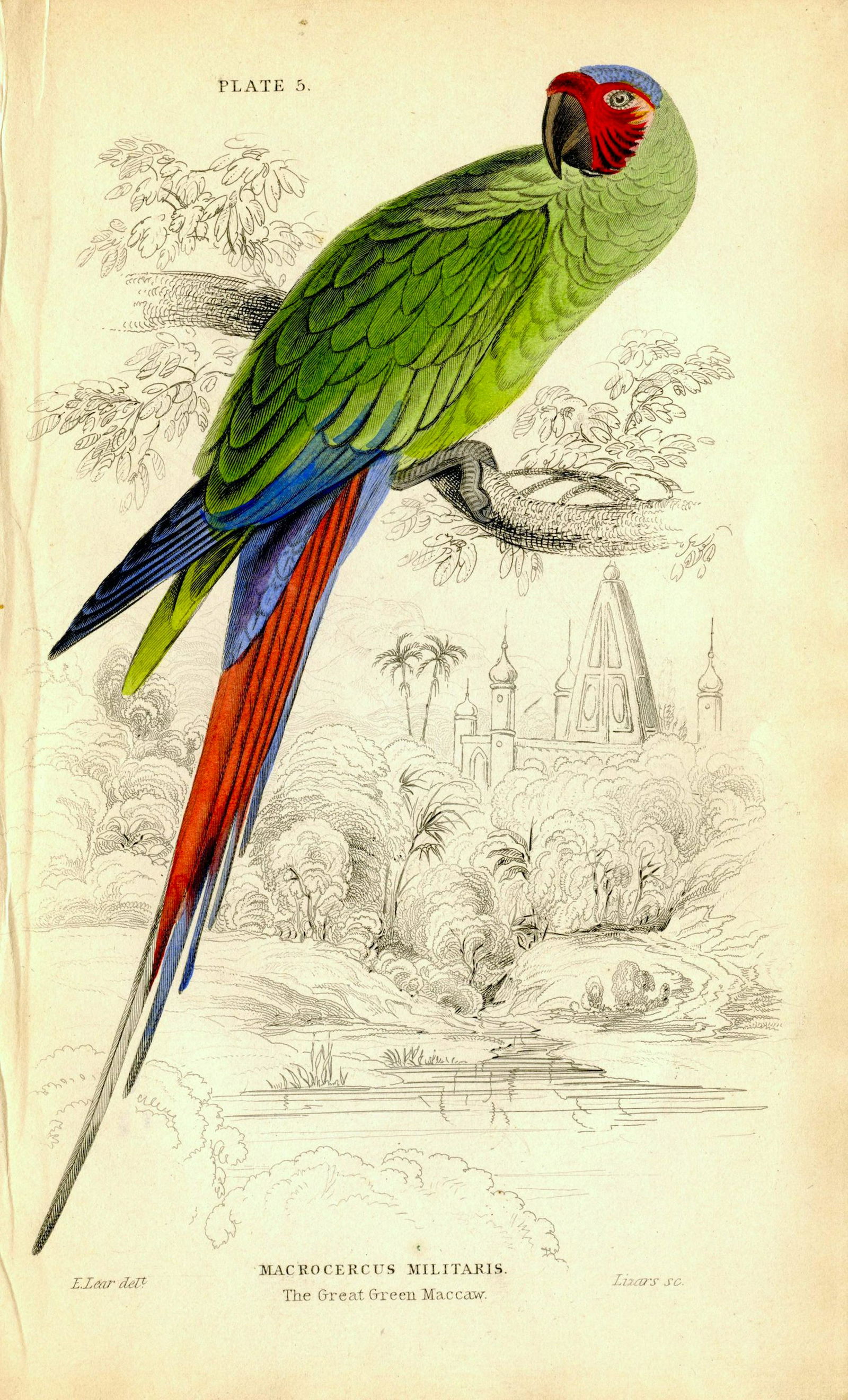 Antique Hand Colored Bird Litho by Edward Lear, 1836: Paper Dimensions 6.75" x 4.25" Approx