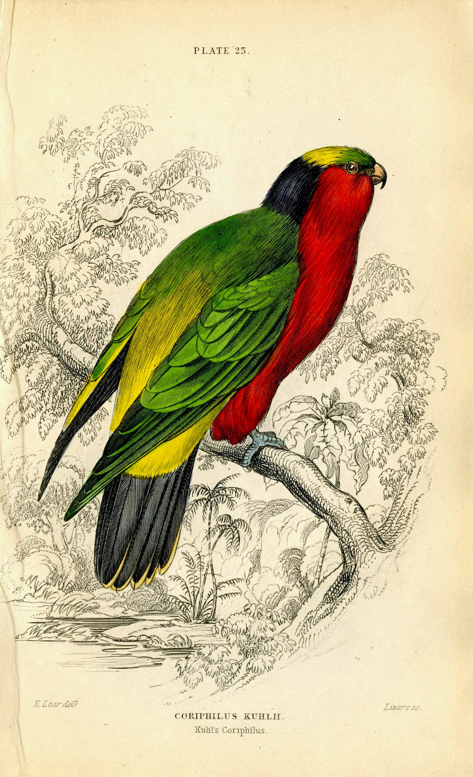 Antique Hand Colored Bird Litho by Edward Lear, 1836: Paper Dimensions 6.75" x 4.25" Approx