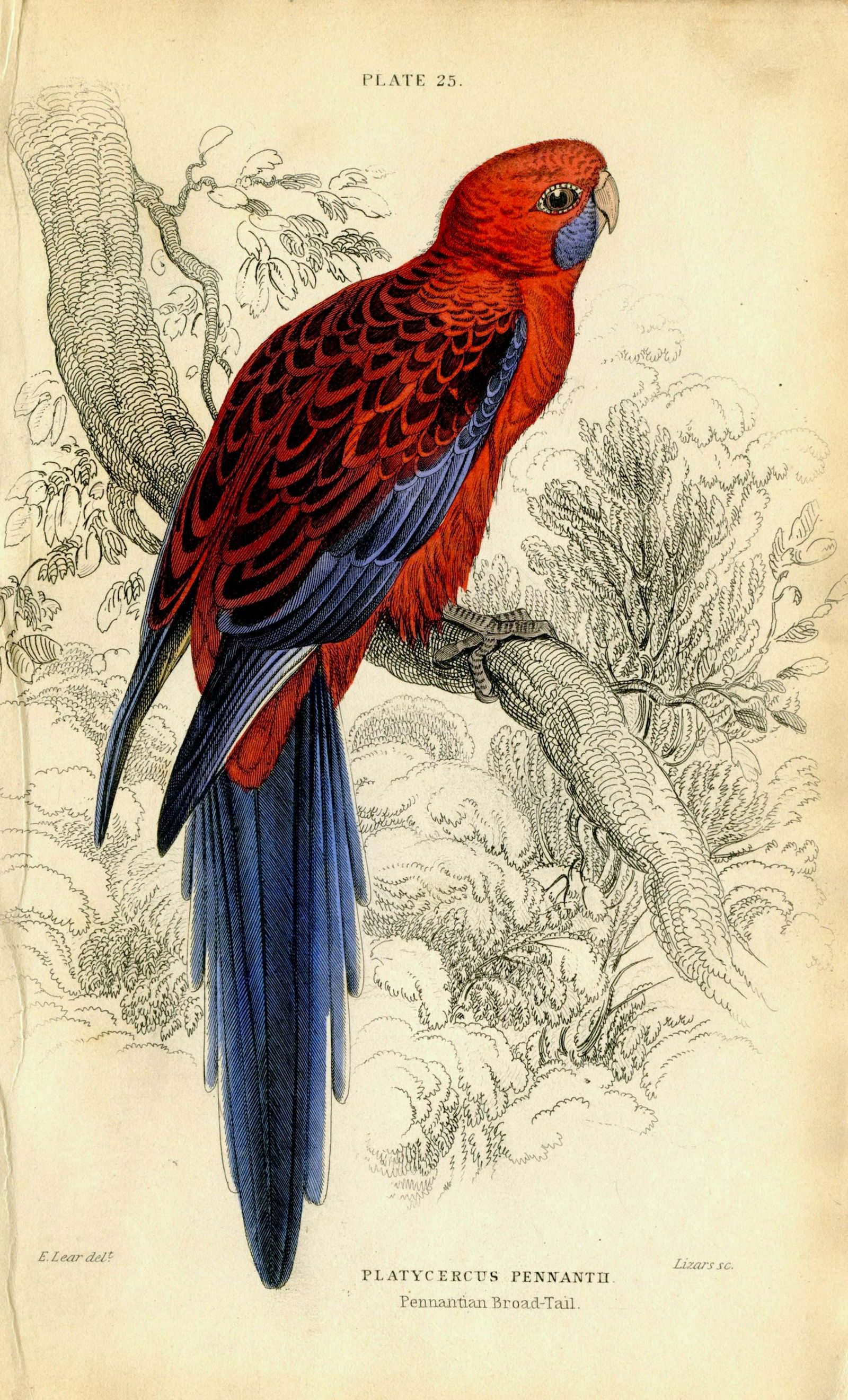 Antique Hand Colored Bird Litho by Edward Lear, 1836: Paper Dimensions 6.75" x 4.25" Approx