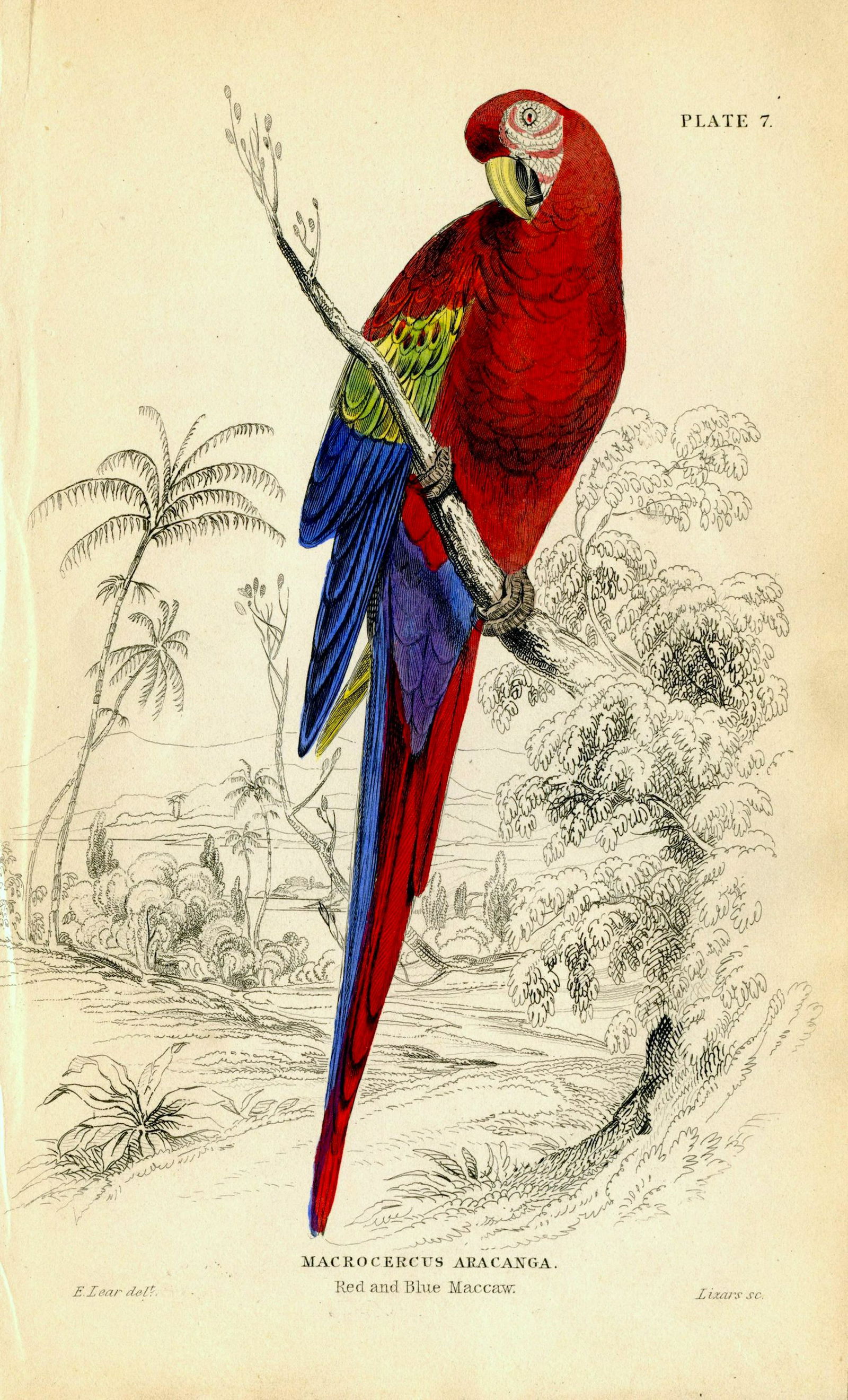 Antique Hand Colored Bird Litho by Edward Lear, 1836: Paper Dimensions 6.75" x 4.25" Approx