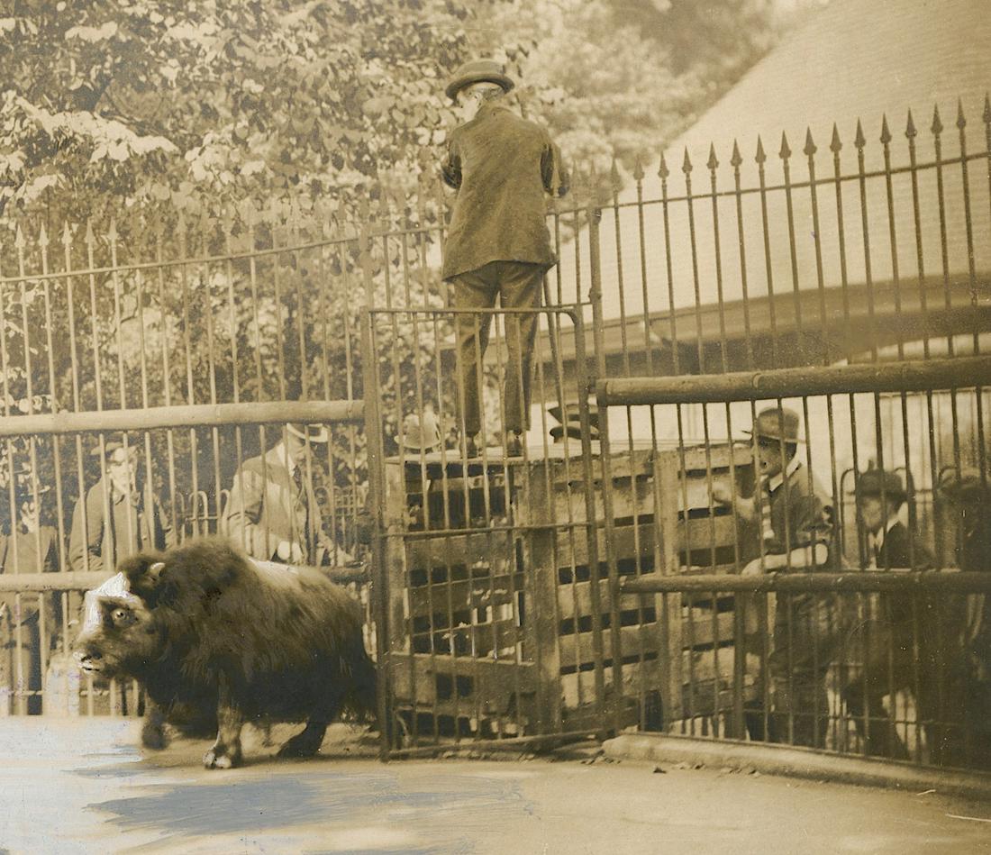 Antique Early Photo Musk Ox arrivals at the Zoo: This original and authentic photograph of the time is a unique opportunity for collectors. The provenance is from top collections in Paris, France. We have tried to include complete images so that the