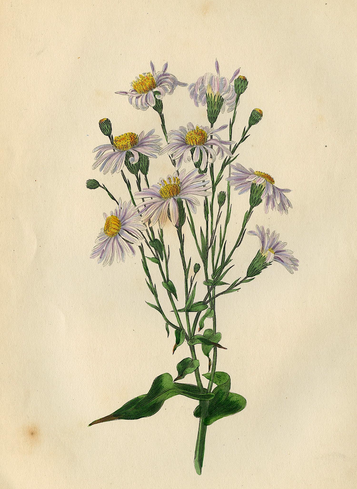 Antique Handcolored Flower Michaelmas Daisy, 1849: Paper dimensions are Approx. 8" x 5.75".