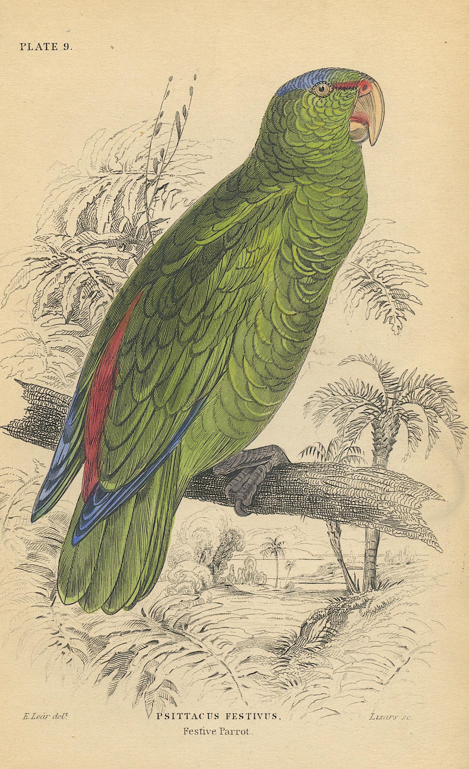 Antique Hand Colored Bird Litho by Edward Lear, 1836: Paper Dimensions 6.75" x 4.25" Approx