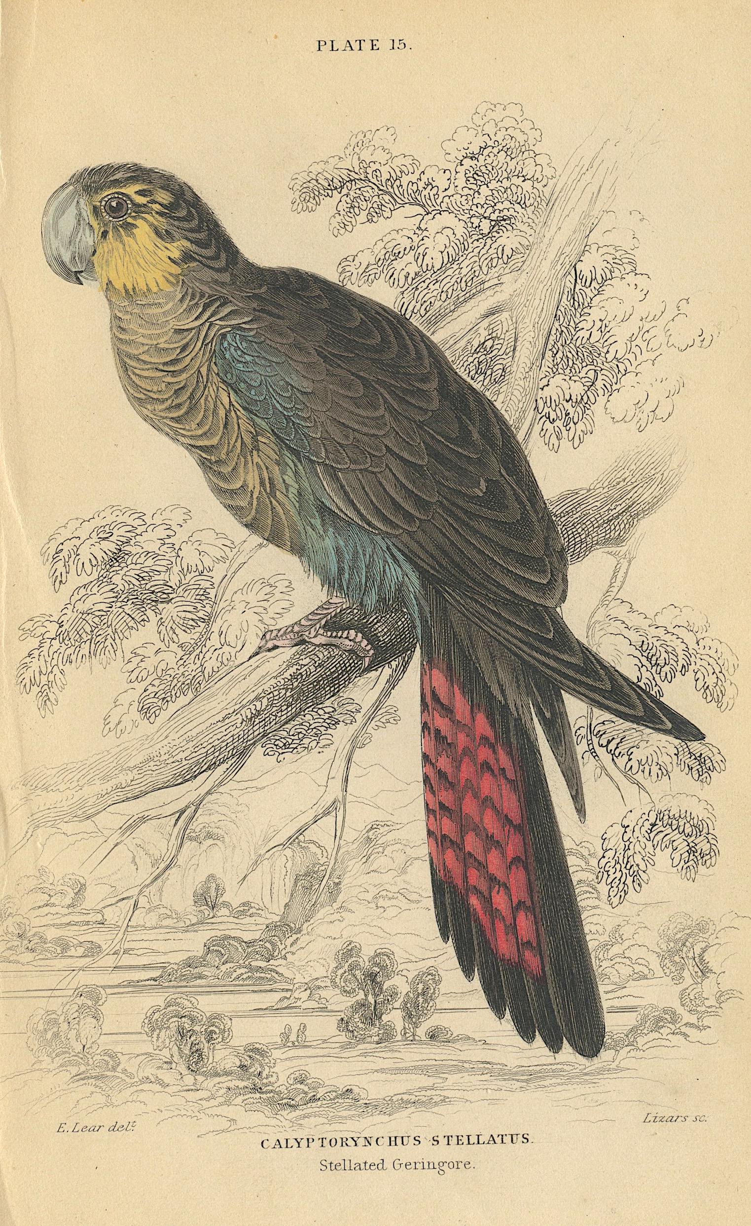Antique Hand Colored Bird Litho by Edward Lear, 1836: Paper Dimensions 6.75" x 4.25" Approx