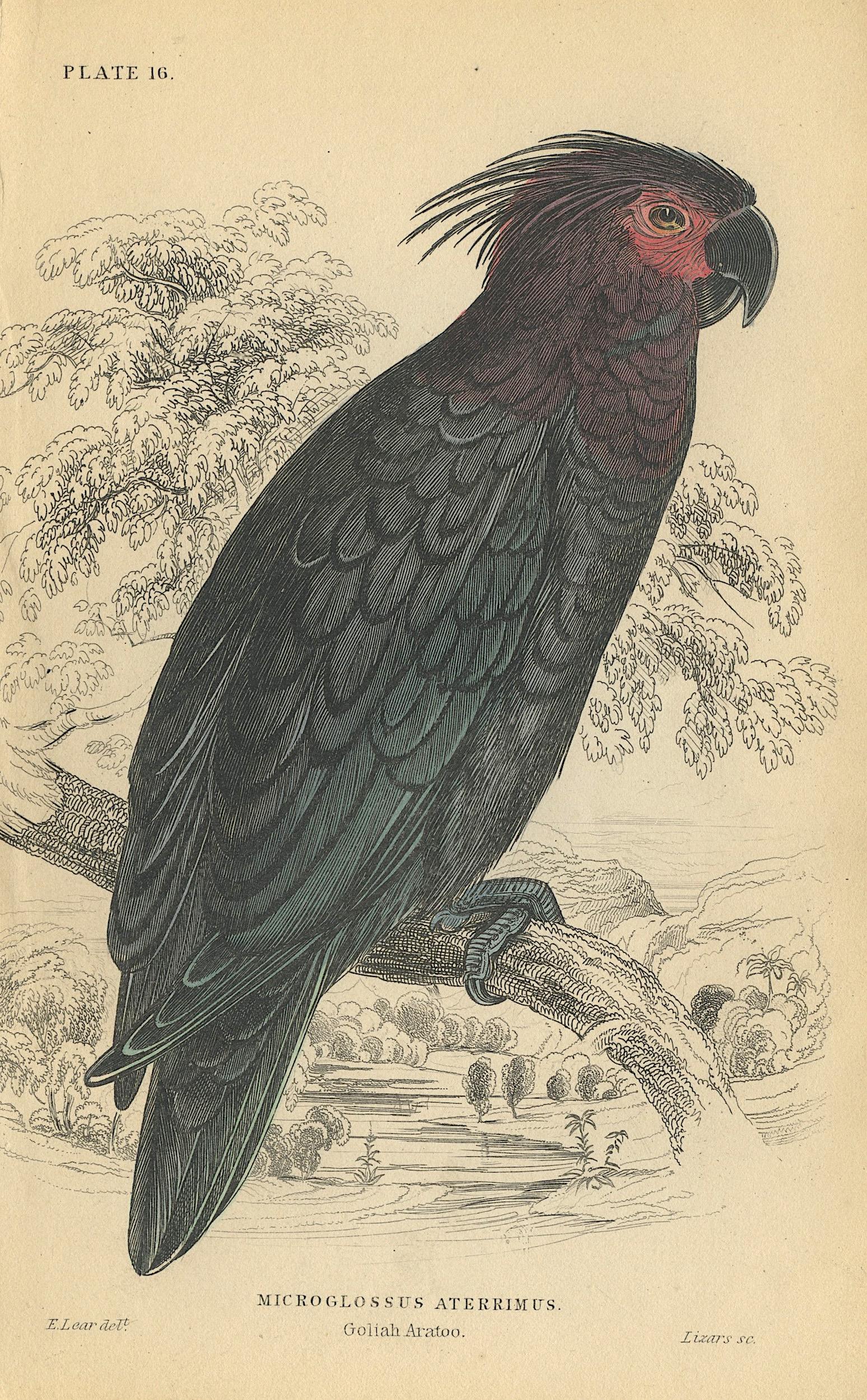 Antique Hand Colored Bird Litho by Edward Lear, 1836: Paper Dimensions 6.75" x 4.25" Approx