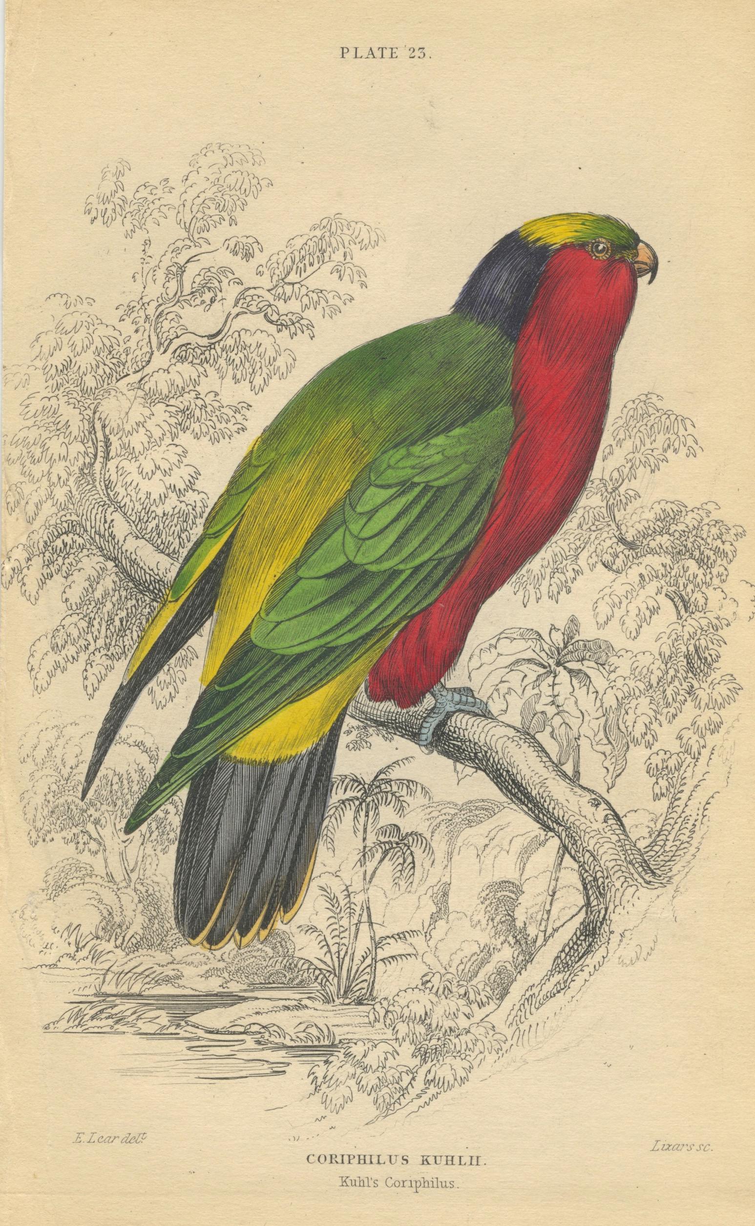 Antique Hand Colored Bird Litho by Edward Lear, 1836: Paper Dimensions 6.75" x 4.25" Approx