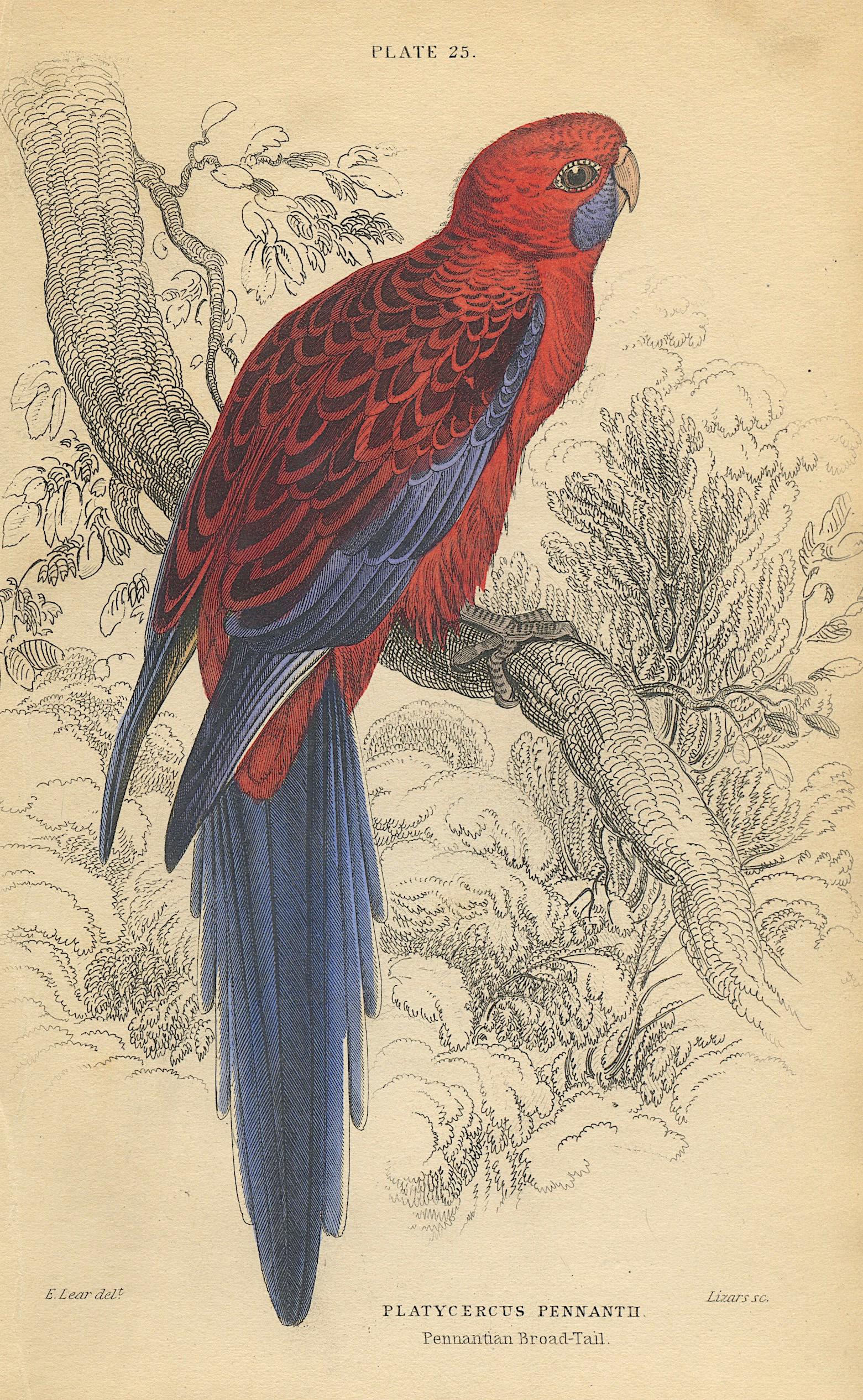 Antique Hand Colored Bird Litho by Edward Lear, 1836: Paper Dimensions 6.75" x 4.25" Approx