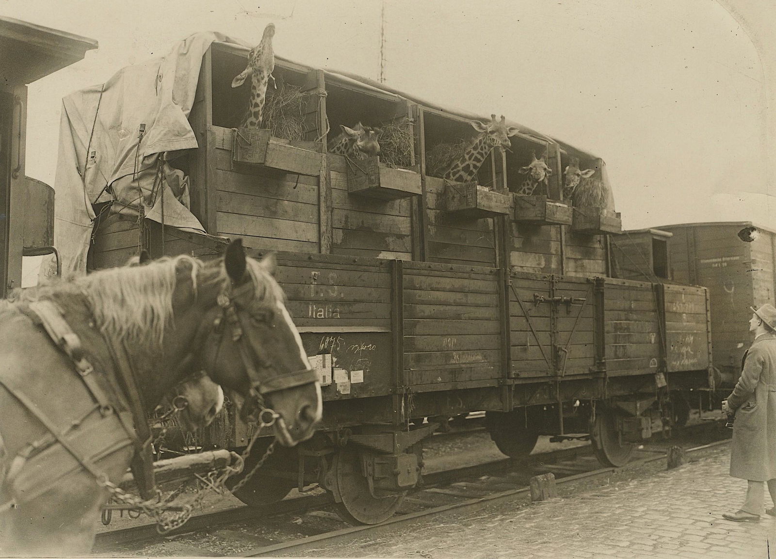 Rare Antique Photograph Giraffes Transportation (1 of 3)