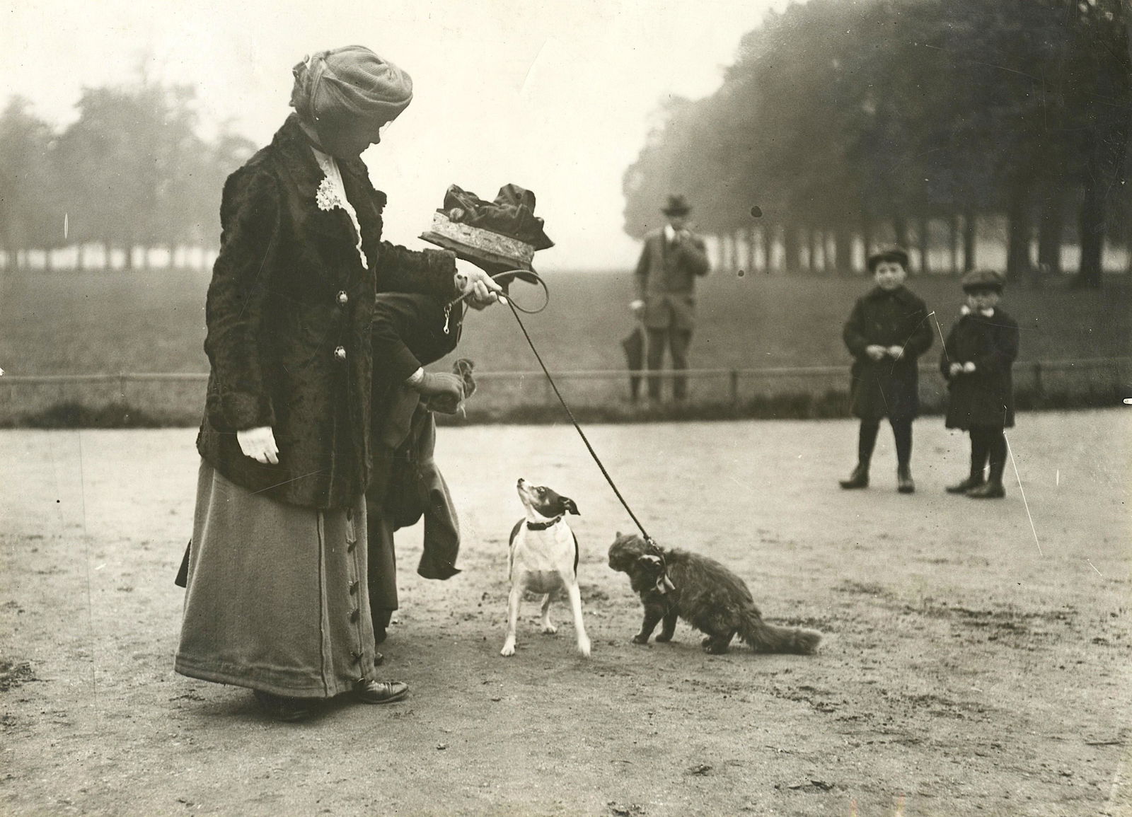 Rare Antique Photograph Persian Cat with Dog (1 of 3)