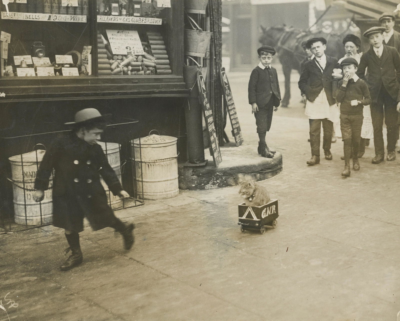 Rare Antique Photograph Boy Kitten (1 of 3)