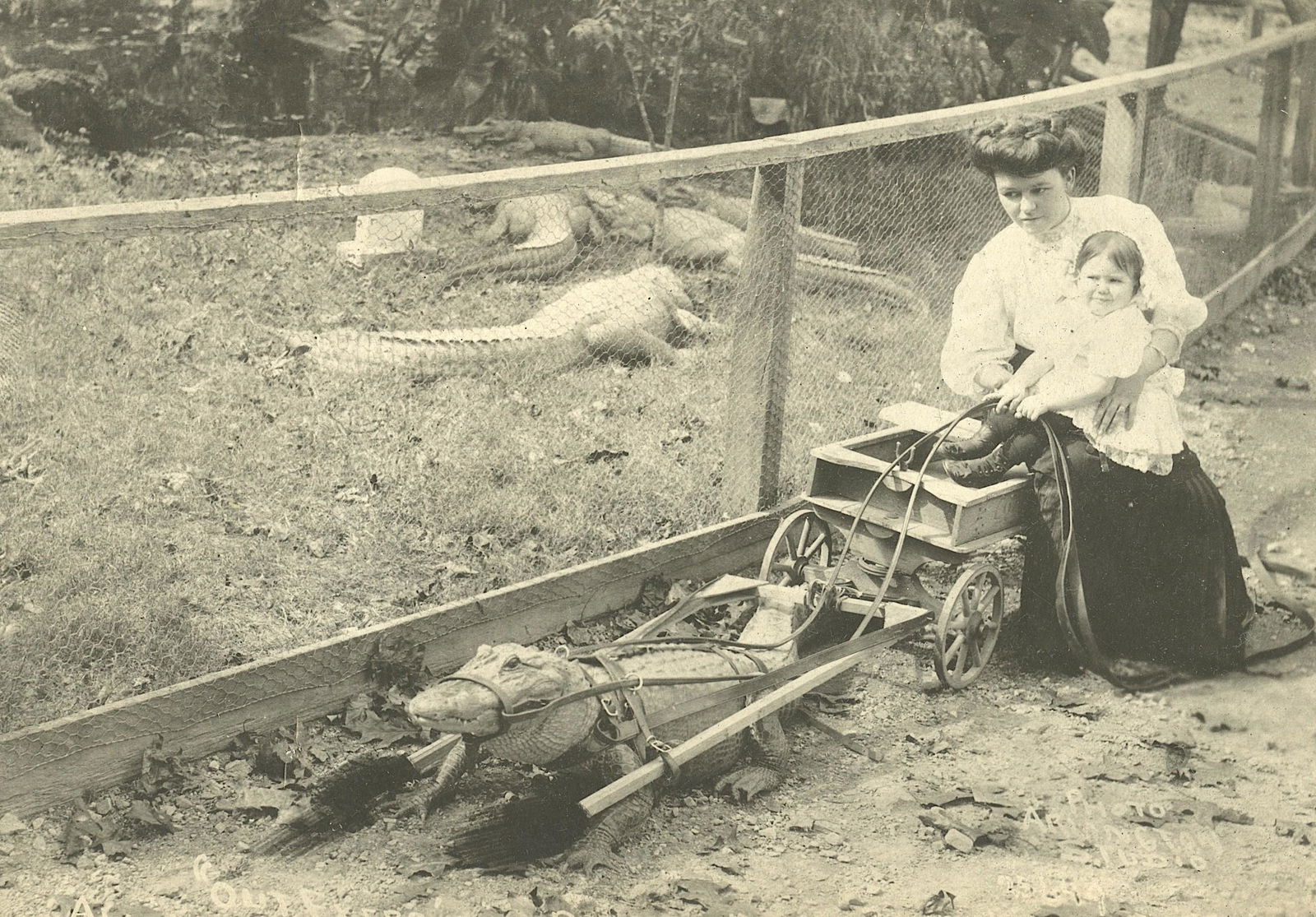Rare Antique Photograph Alligator Baby Carriage (1 of 3)