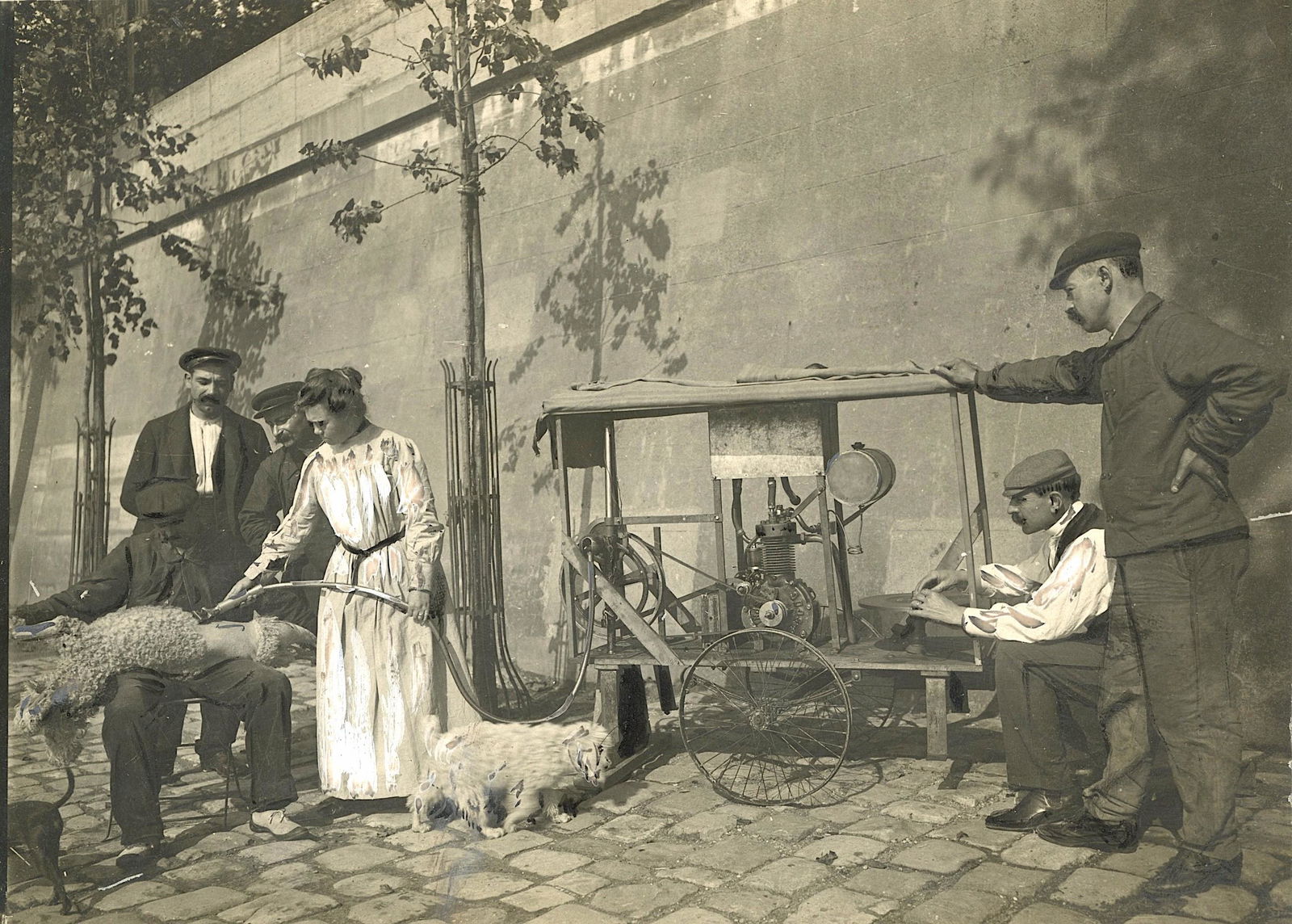 Rare Antique Photograph Sheep Shearing (1 of 2)