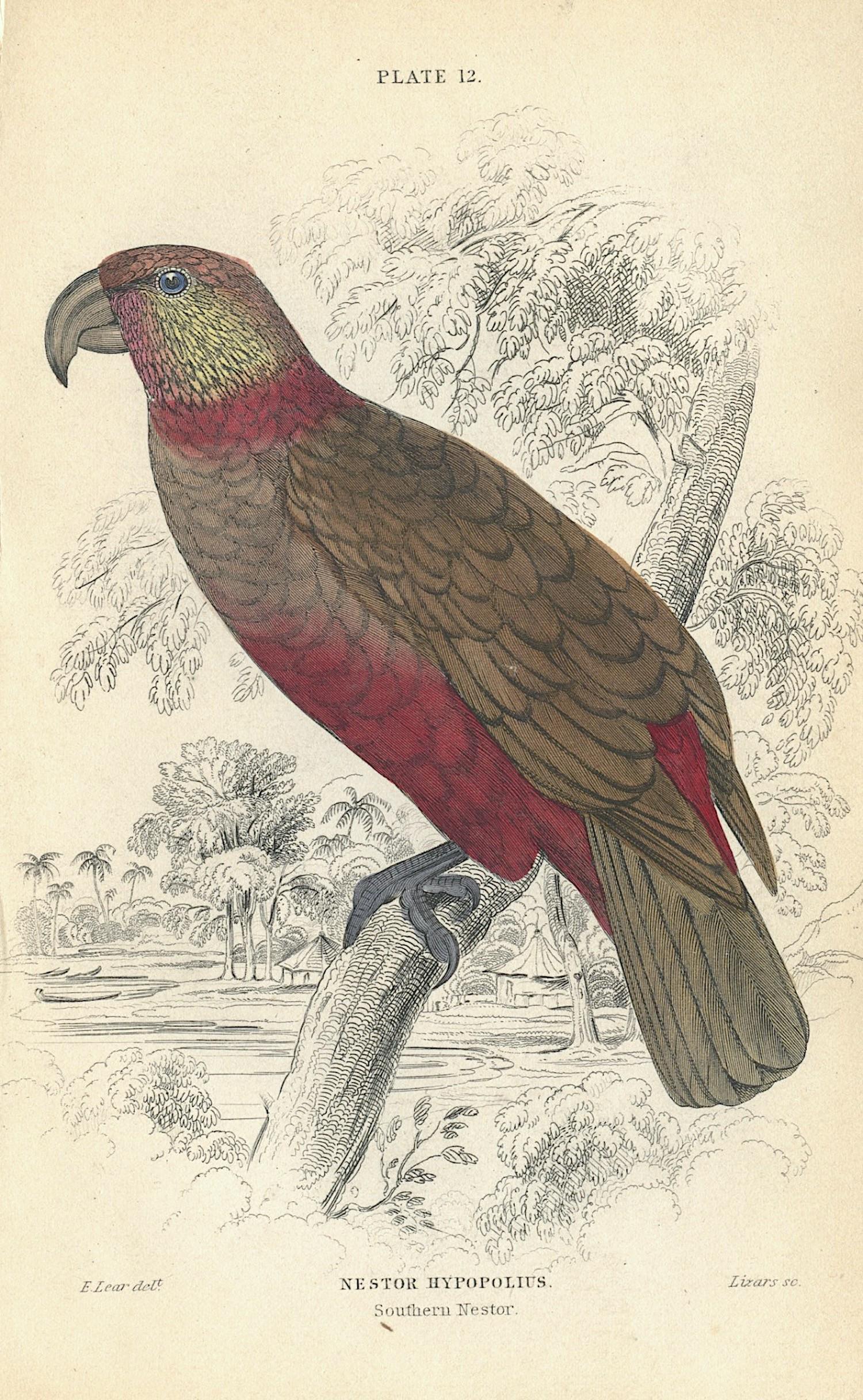 Antique Hand Colored Bird Litho By Edward Lear, 1836 (1 of 1)