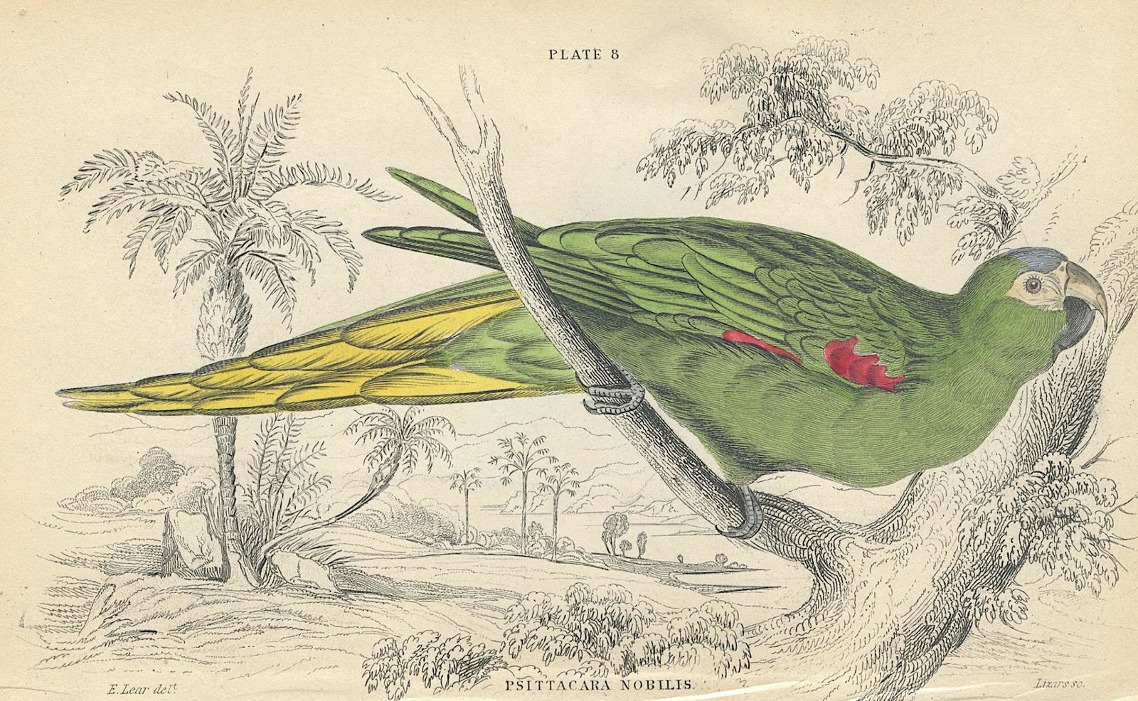 Antique Hand Colored Bird Litho By Edward Lear, 1836 (1 of 1)