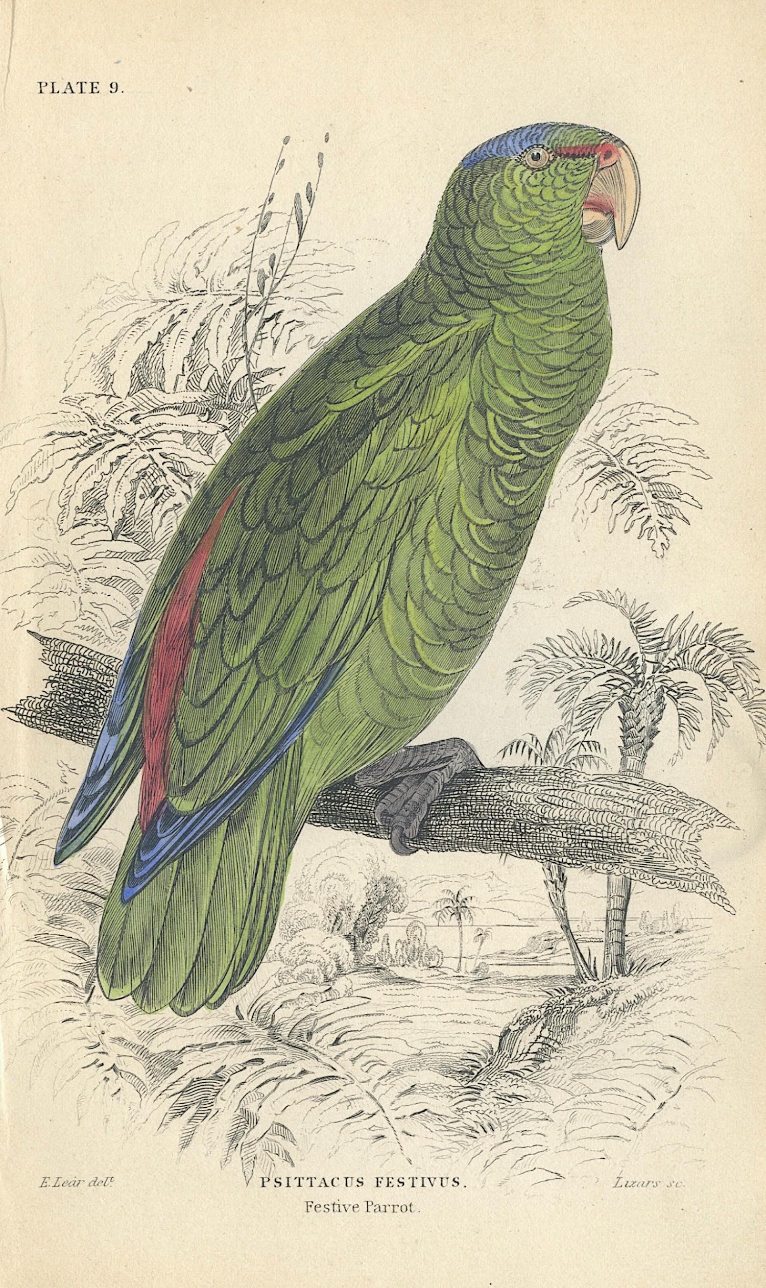 Antique Hand Colored Bird Litho By Edward Lear, 1836 (1 of 1)