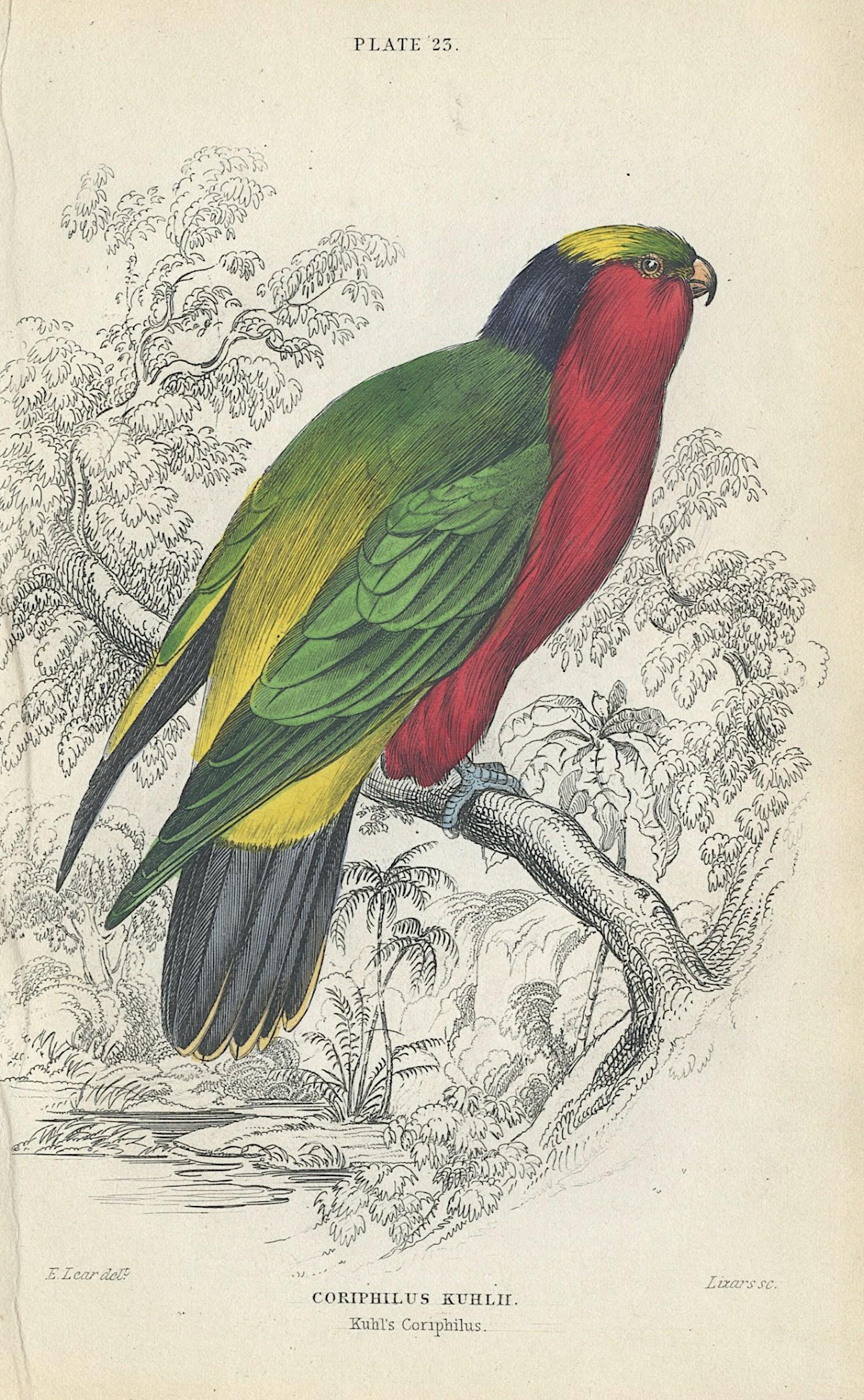 Antique Hand Colored Bird Litho By Edward Lear, 1836 (1 of 1)