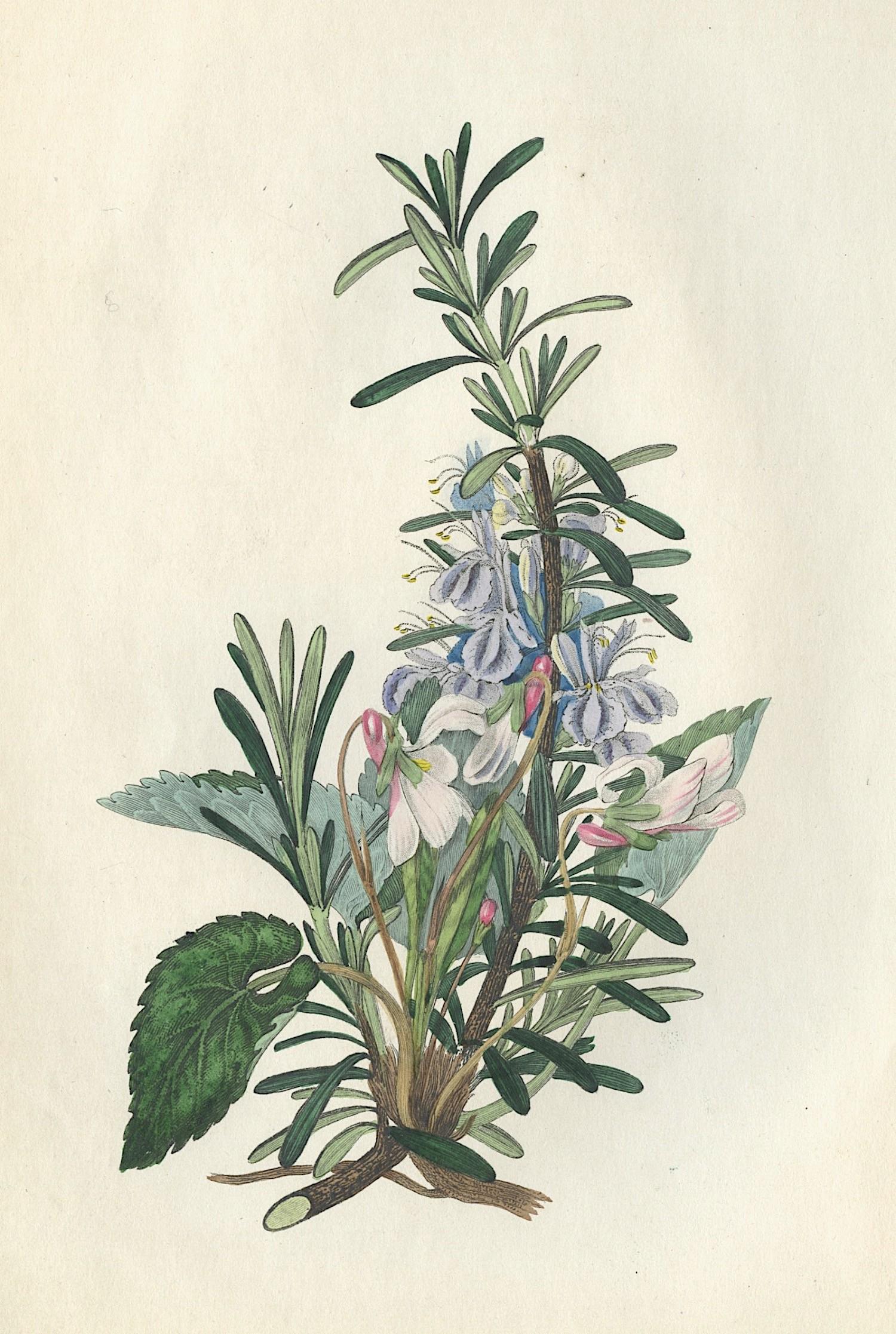 Antique Handcolored Flowers, 1849 (1 of 1)