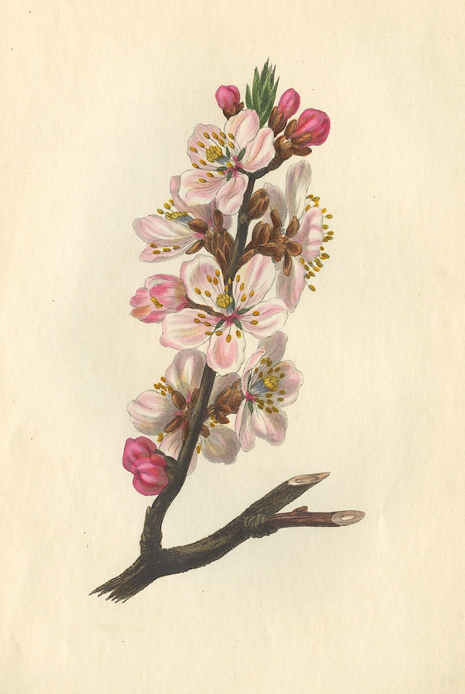 Antique Handcolored Flowers, 1849 (1 of 1)