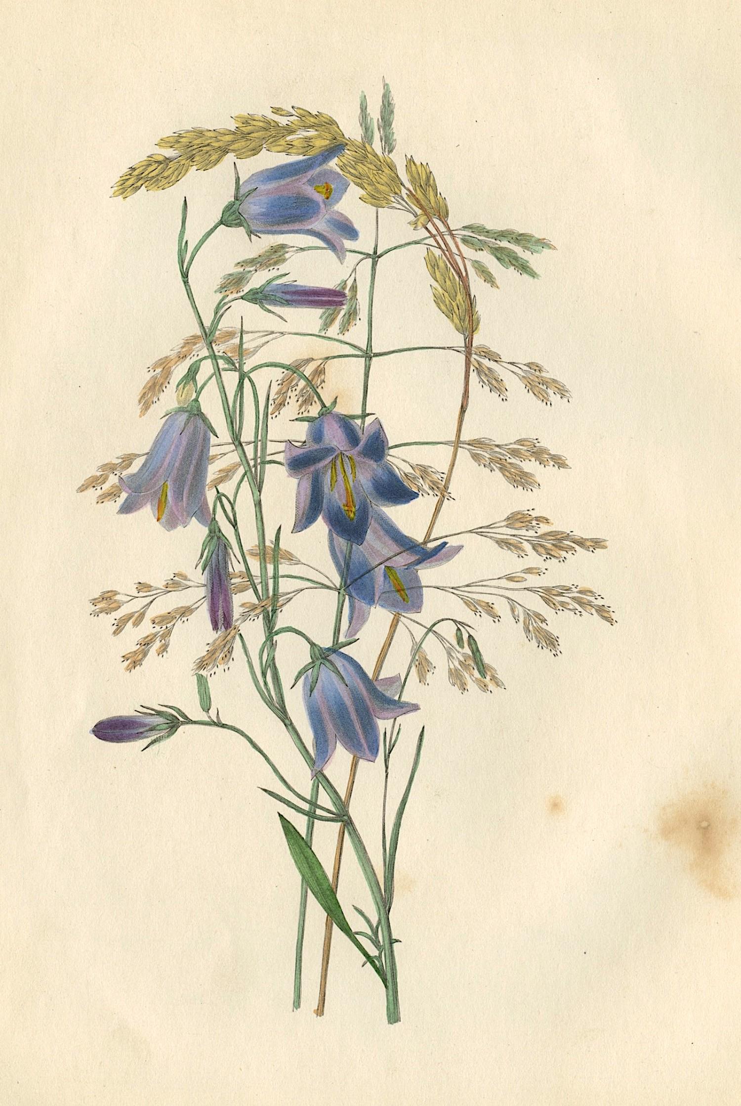 Antique Handcolored Flowers, 1849 (1 of 1)