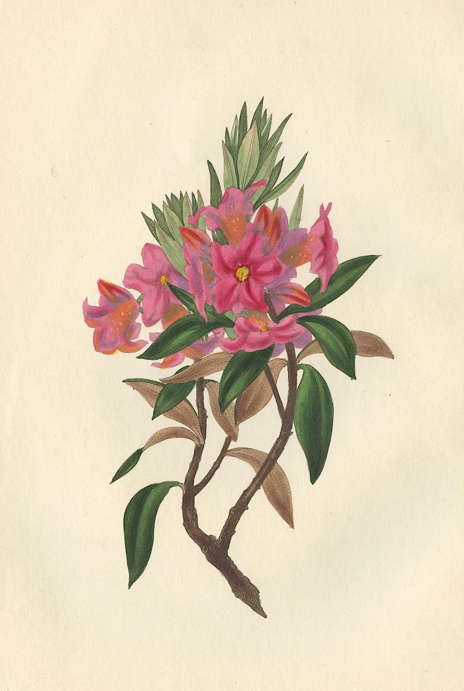 Antique Handcolored Flowers, 1849 (1 of 1)