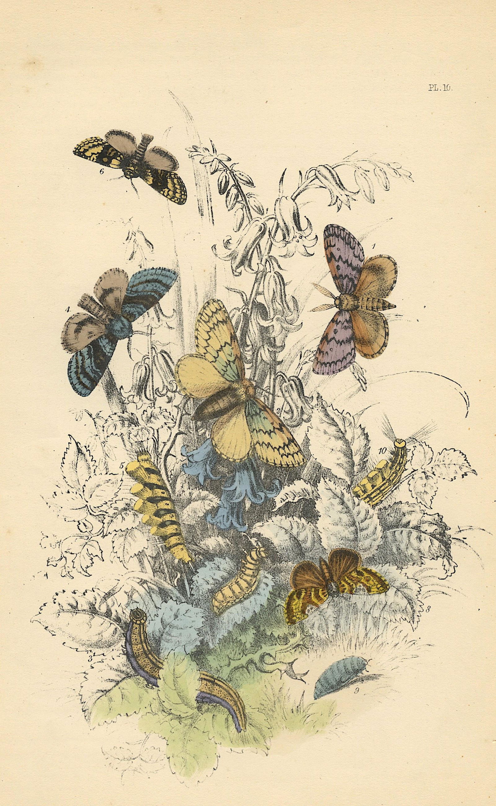 Hand Colored Moths Litho By Noel Humphreys, 1860 (1 of 1)