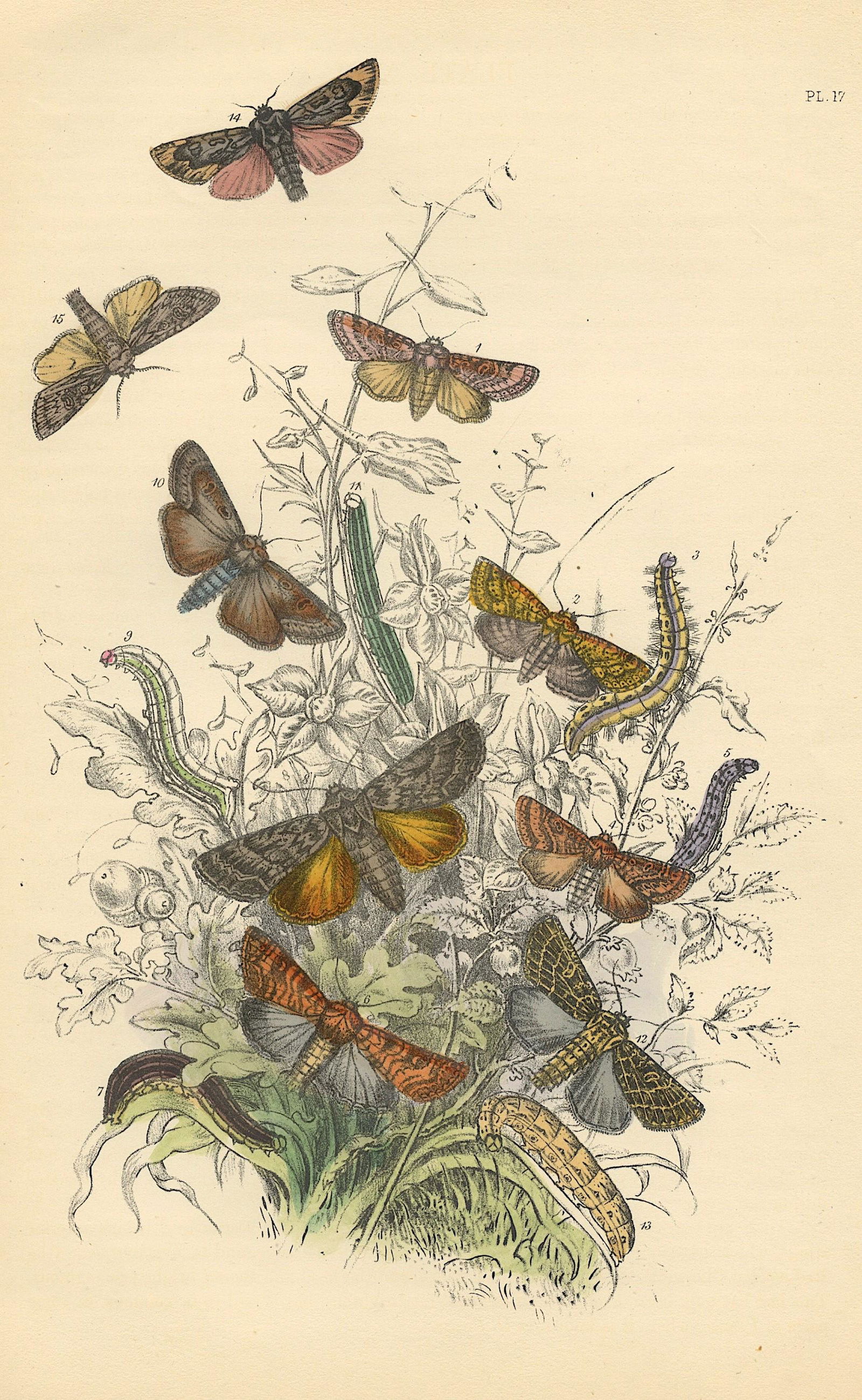 Hand Colored Moths Litho By Noel Humphreys, 1860 (1 of 1)