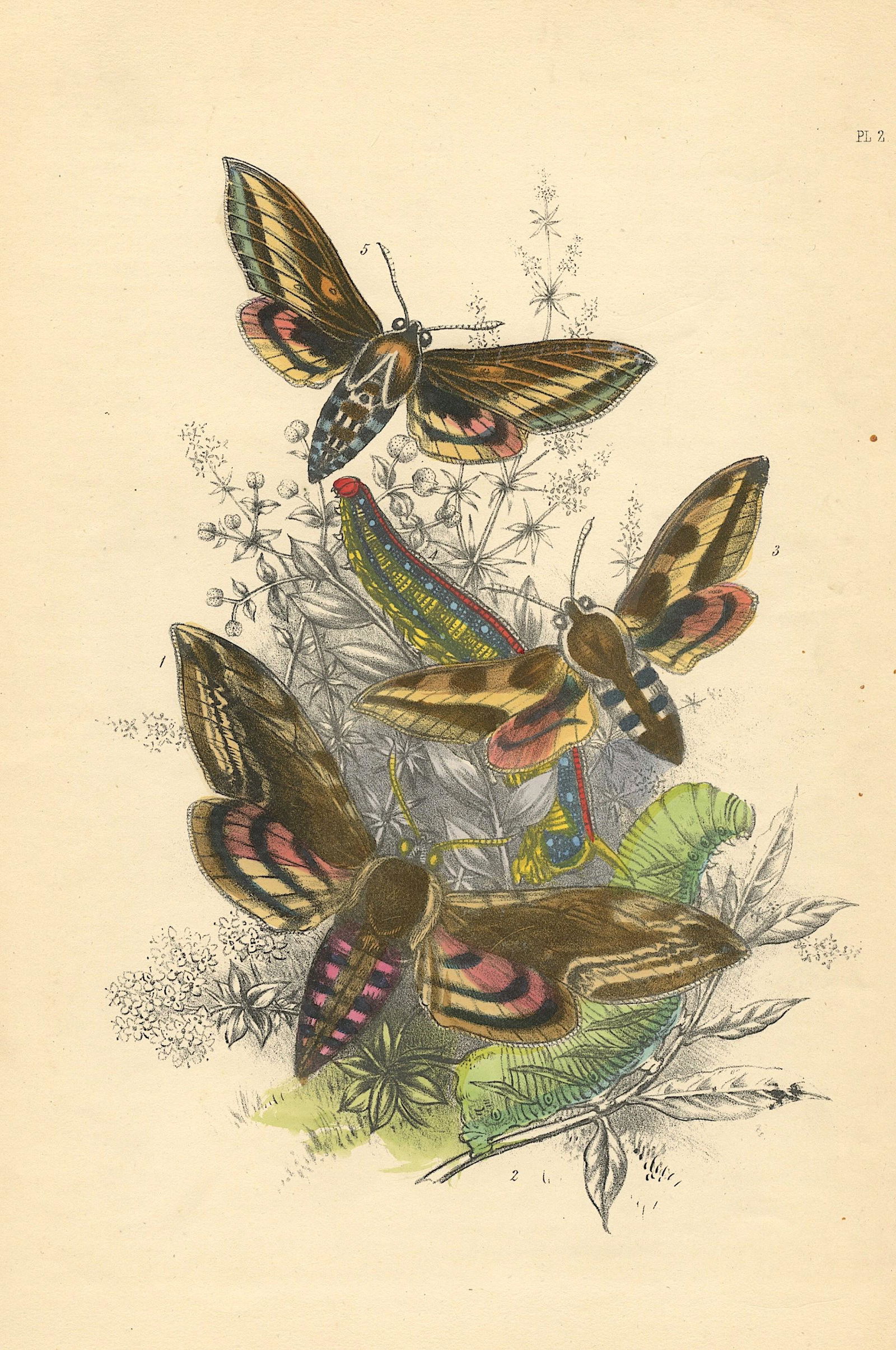 Hand Colored Moths Litho By Noel Humphreys, 1860 (1 of 1)