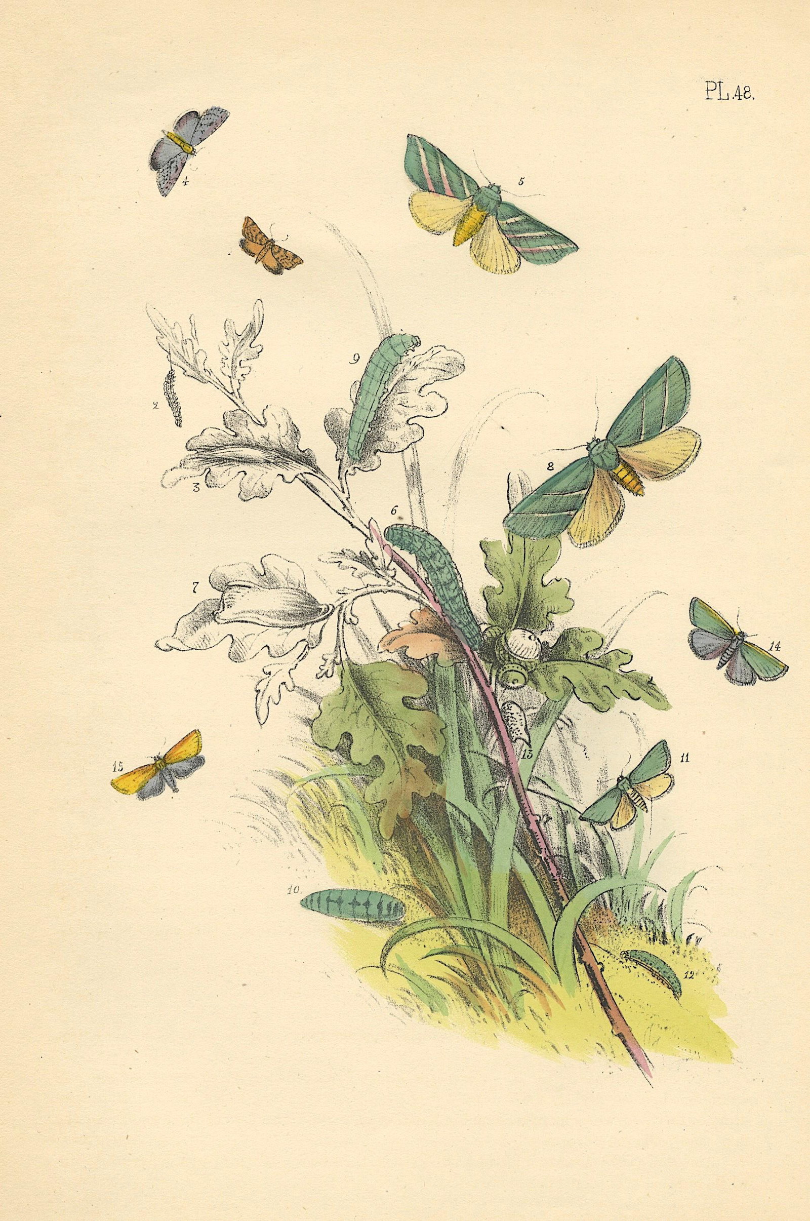 Hand Colored Moths Litho By Noel Humphreys, 1860 (1 of 1)