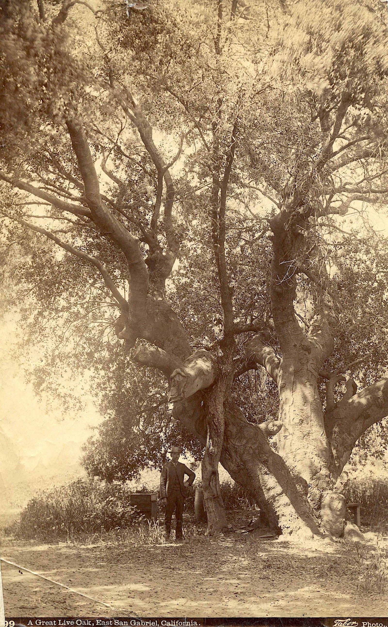 Rare Antique Photograph Oak Tree California (1 of 3)