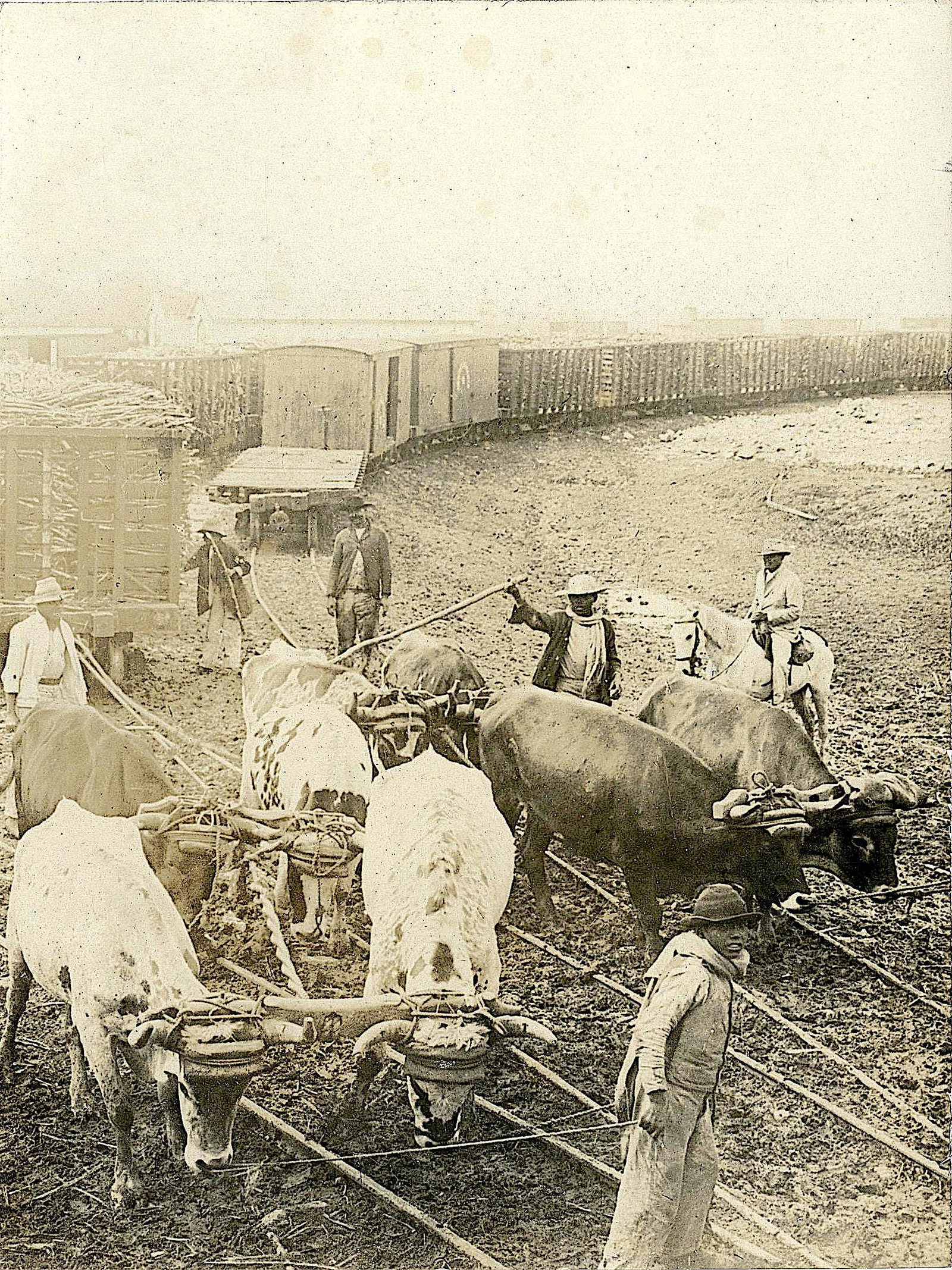 Antique Photo Transporting Sugar Cane In Cuba: The dimensions are Approx. 8" x 6". This lot is located in Boca Raton, Fl and its shipment will be made directly by Artelisted. Shipping insurance is the responsibility of the buyer. Ask us if you wan