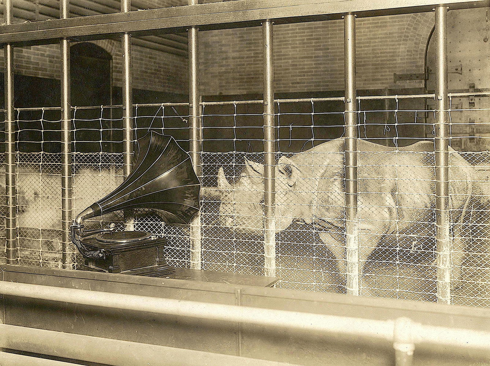 Antique Photo Gramophone Music Animal Rhino (1 of 3)