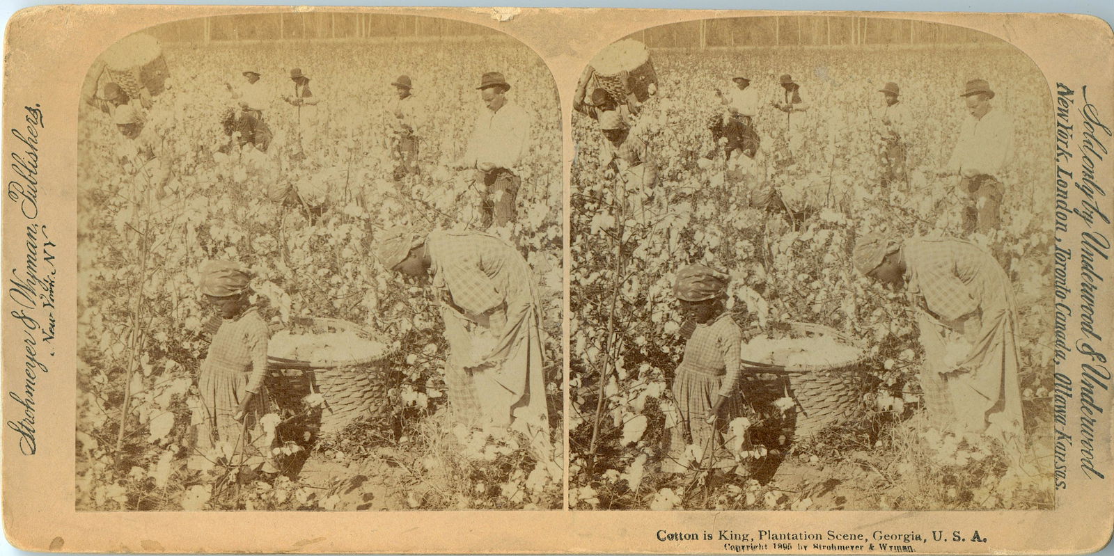 Rare Antique Stereoview Black African American Cotton (1 of 3)