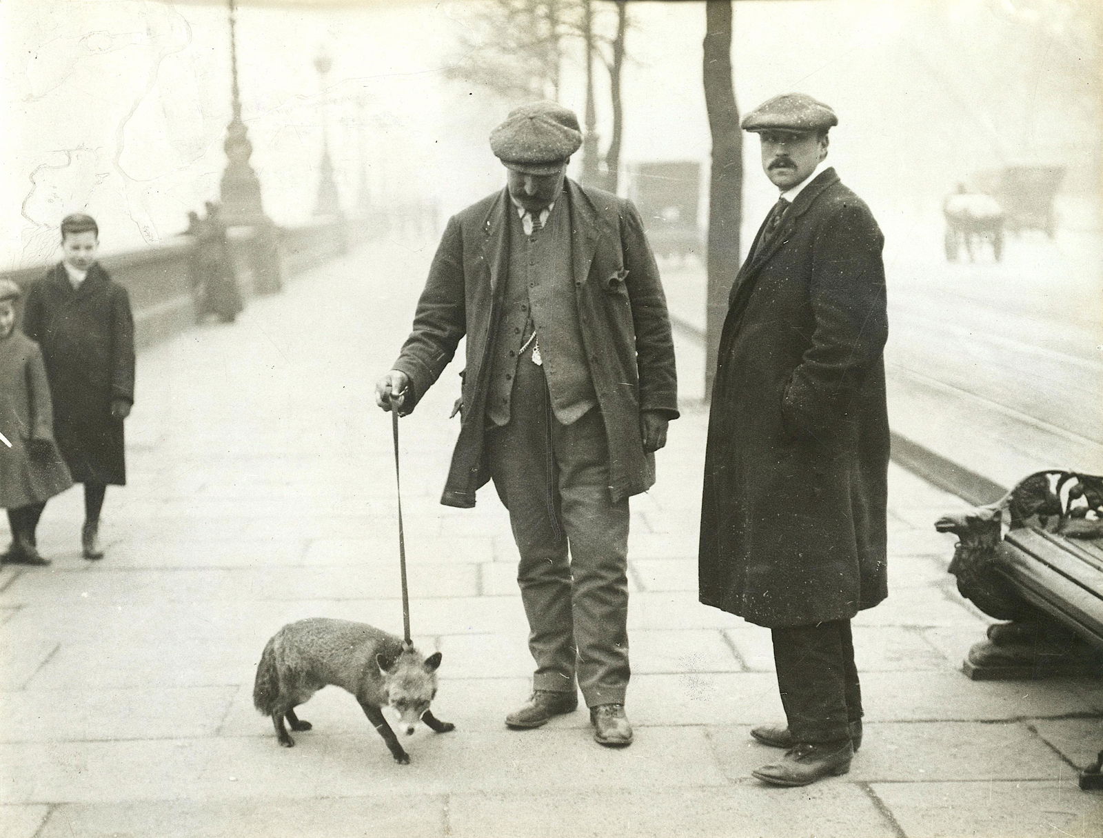 Antique / Vintage Historical Photo Pet Fox: The provenance of this item is from a collector in Palm Beach. The dimensions are approximately 6 1/2 inch x 8 1/2 inch (small variance can occur). This lot is located in Boca Raton, Fl. The shipping