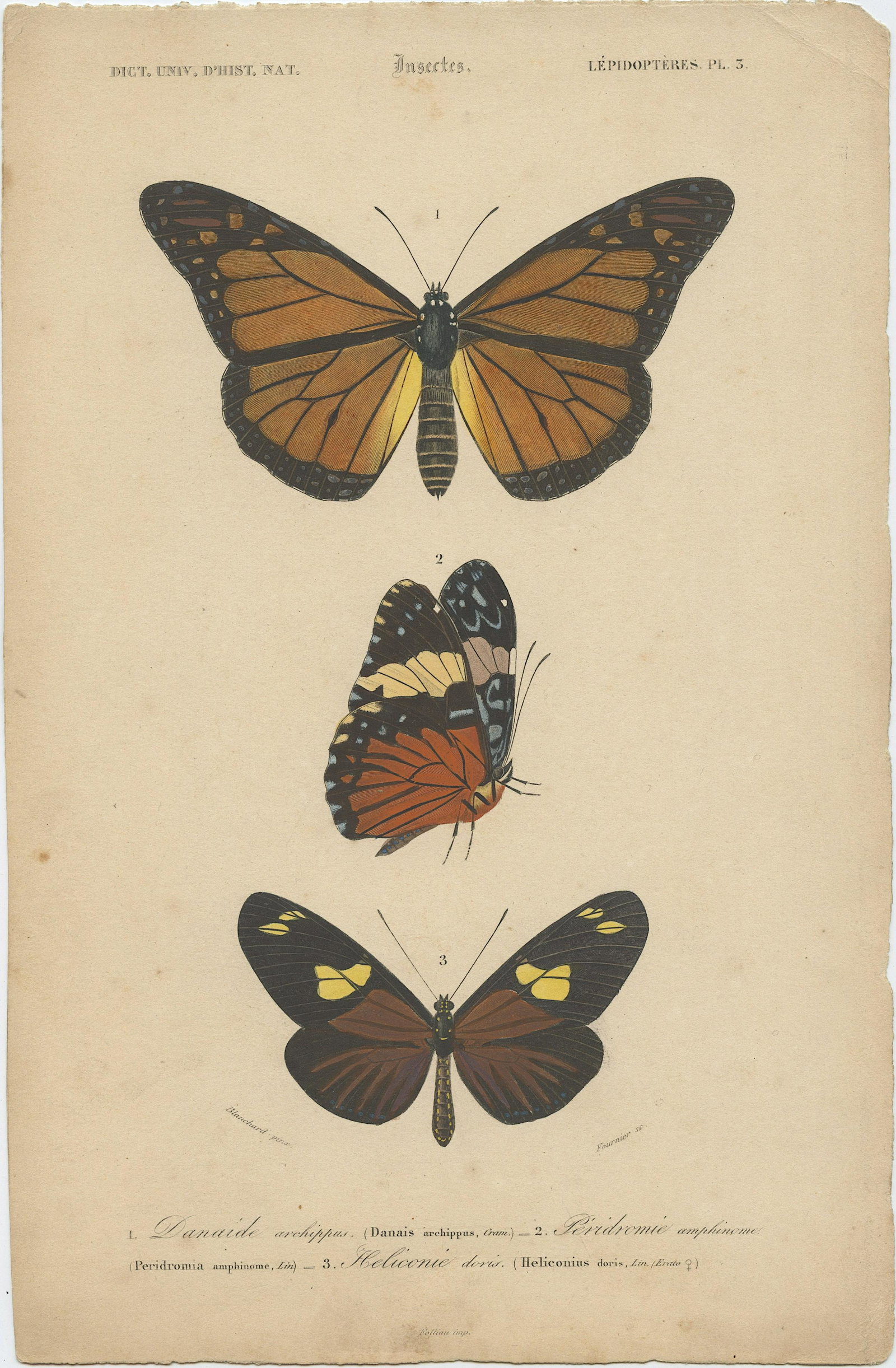Pierre Fournier and Edouard Travies (19th. C): Pierre Fournier and Edouard Travies (French, 19th Century) wonderful hand-colored bookplate engraving from Dictionaire Universelle D'Histoire Naturelle, 1849, Sheet dimensions Approx. 10" x 6.5", lege