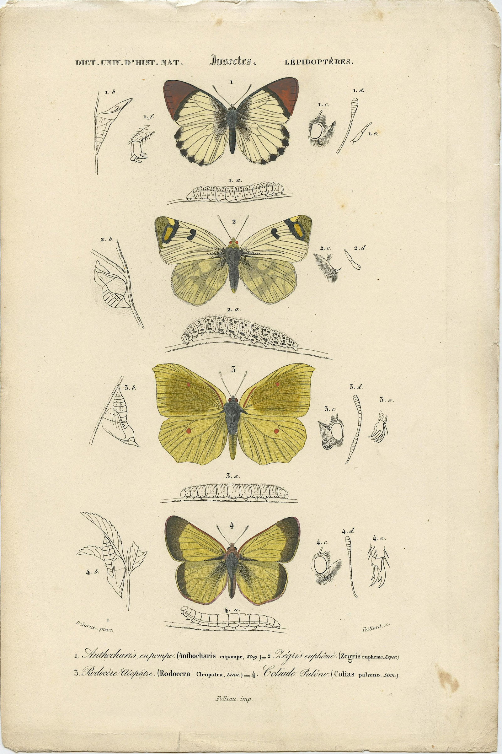 Pierre Fournier and Edouard Travies (19th. C): Pierre Fournier and Edouard Travies (French, 19th Century) wonderful hand-colored bookplate engraving from Dictionaire Universelle D'Histoire Naturelle, 1849, Sheet dimensions Approx. 10" x 6.5", lege