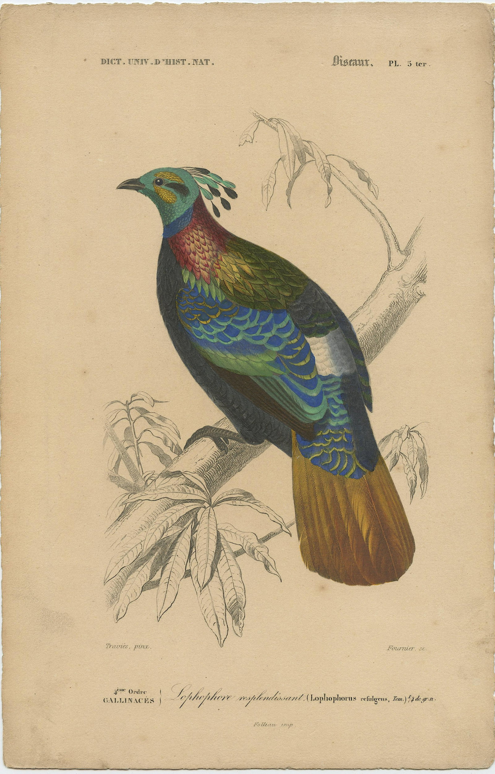 Pierre Fournier and Edouard Travies (19th. C): Pierre Fournier and Edouard Travies (French, 19th Century) wonderful hand-colored bookplate engraving from Dictionaire Universelle D'Histoire Naturelle, 1849, Sheet dimensions Approx. 10" x 6.5", lege