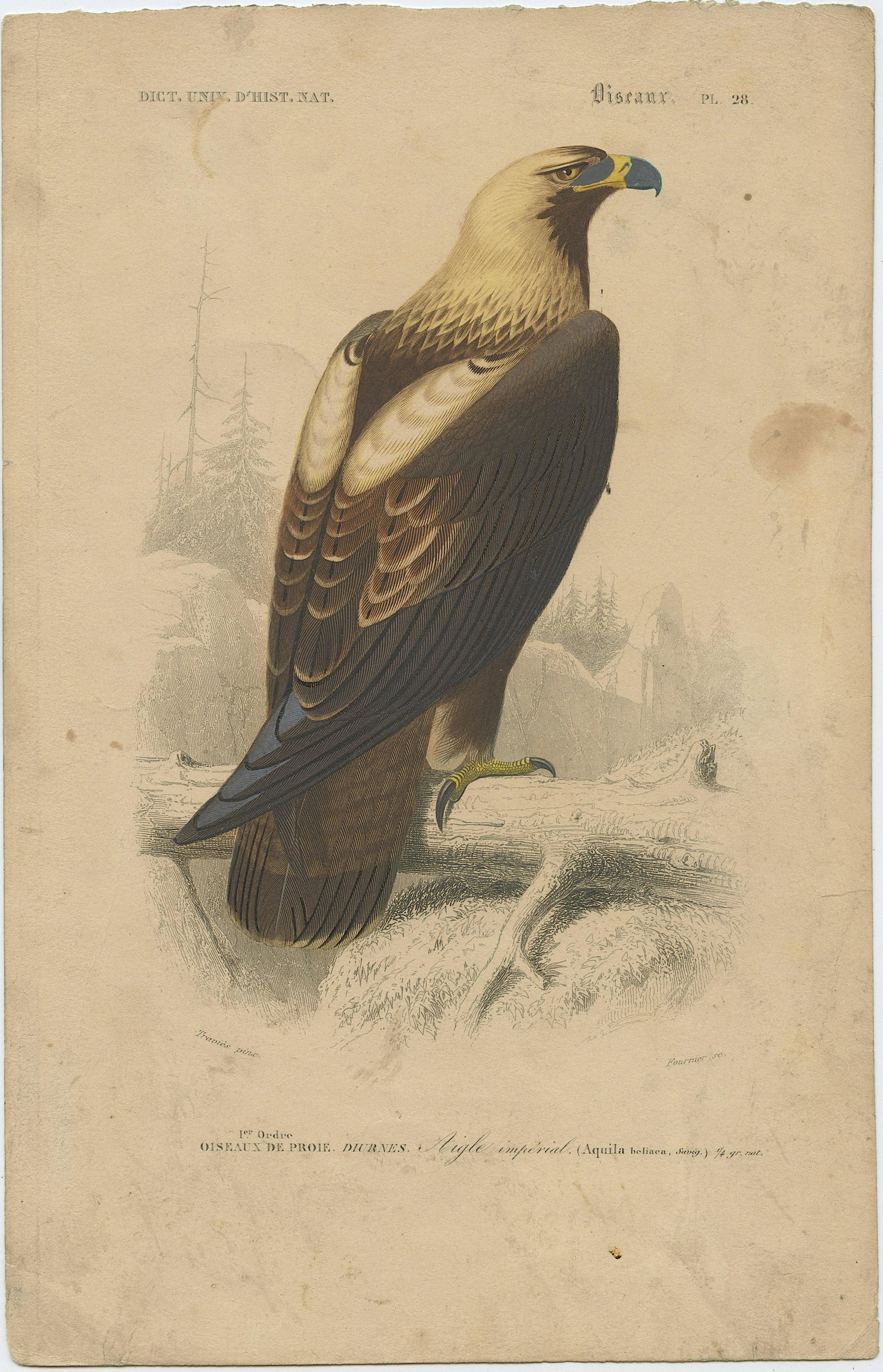 Pierre Fournier and Edouard Travies (19th. C): Pierre Fournier and Edouard Travies (French, 19th Century) wonderful hand-colored bookplate engraving from Dictionaire Universelle D'Histoire Naturelle, 1849, Sheet dimensions Approx. 10" x 6.5", lege