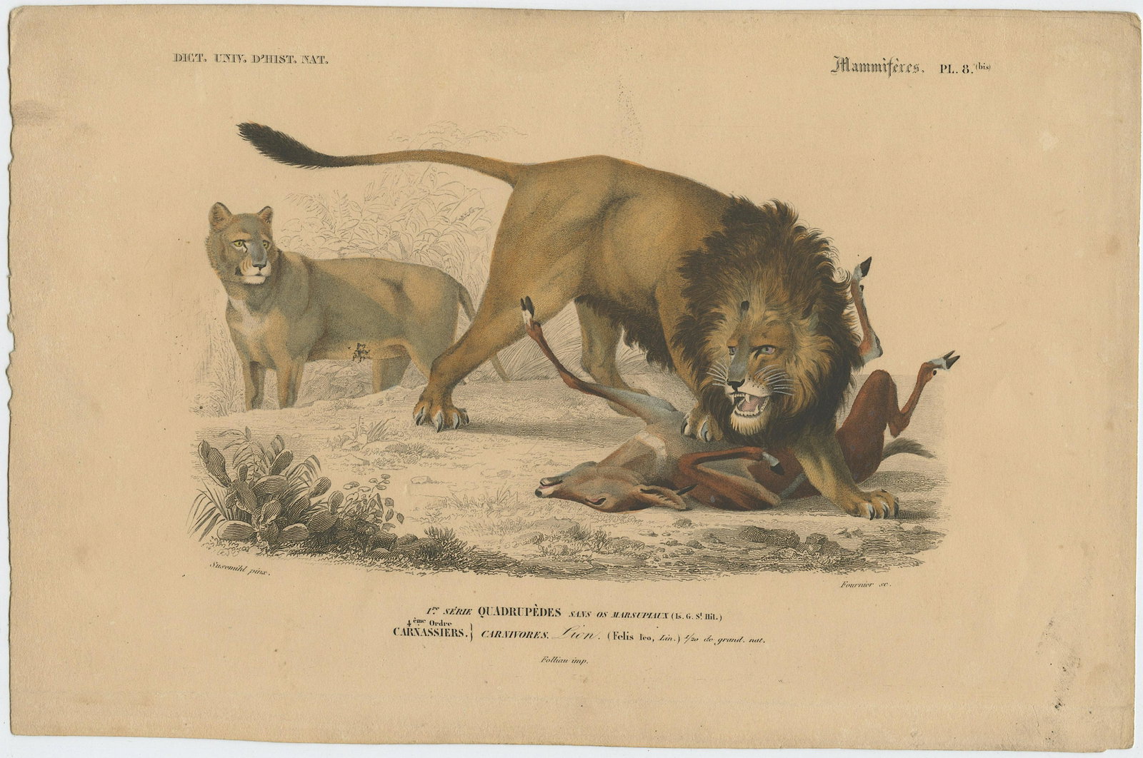 Pierre Fournier and Edouard Travies (19th. C): Pierre Fournier and Edouard Travies (French, 19th Century) wonderful hand-colored bookplate engraving from Dictionaire Universelle D'Histoire Naturelle, 1849, Sheet dimensions Approx. 10" x 6.5", lege