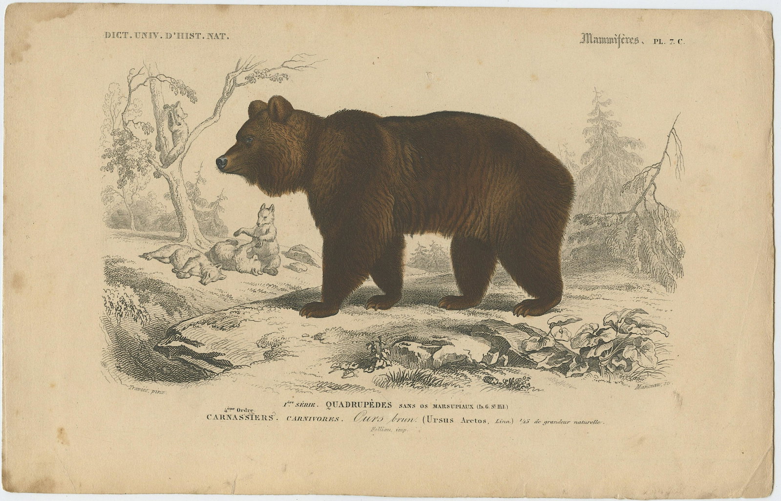Pierre Fournier and Edouard Travies (19th. C): Pierre Fournier and Edouard Travies (French, 19th Century) wonderful hand-colored bookplate engraving from Dictionaire Universelle D'Histoire Naturelle, 1849, Sheet dimensions Approx. 10" x 6.5", lege