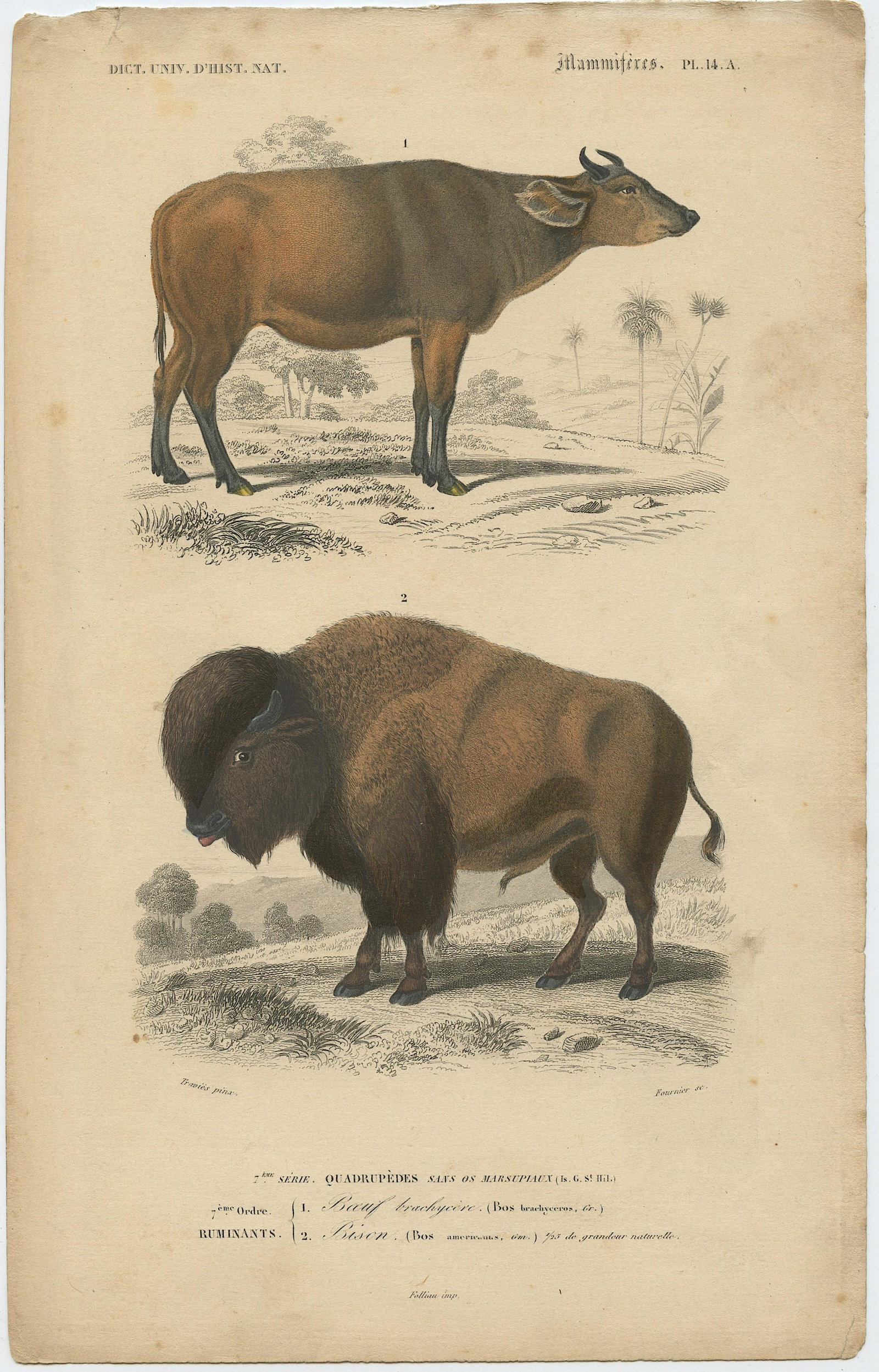 Pierre Fournier and Edouard Travies (19th. C): Pierre Fournier and Edouard Travies (French, 19th Century) wonderful hand-colored bookplate engraving from Dictionaire Universelle D'Histoire Naturelle, 1849, Sheet dimensions Approx. 10" x 6.5", lege