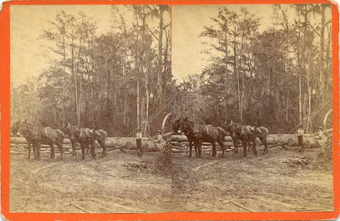 Antique Real Photo Stereoview Hauling Timber, FL: The dimensions of a stereoview are Approx. 3.5" x 7" (sometimes 4" x 7"). ABOUT SHIPPING: This lot is located in Boca Raton, Fl and its shipment will be made directly by Artelisted. Shipping