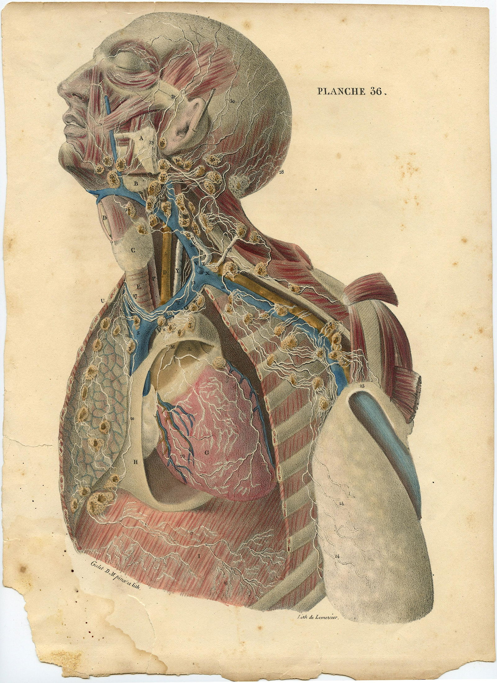 Rare Antique Anatomical Colored Print 19th. C. (1 of 2)