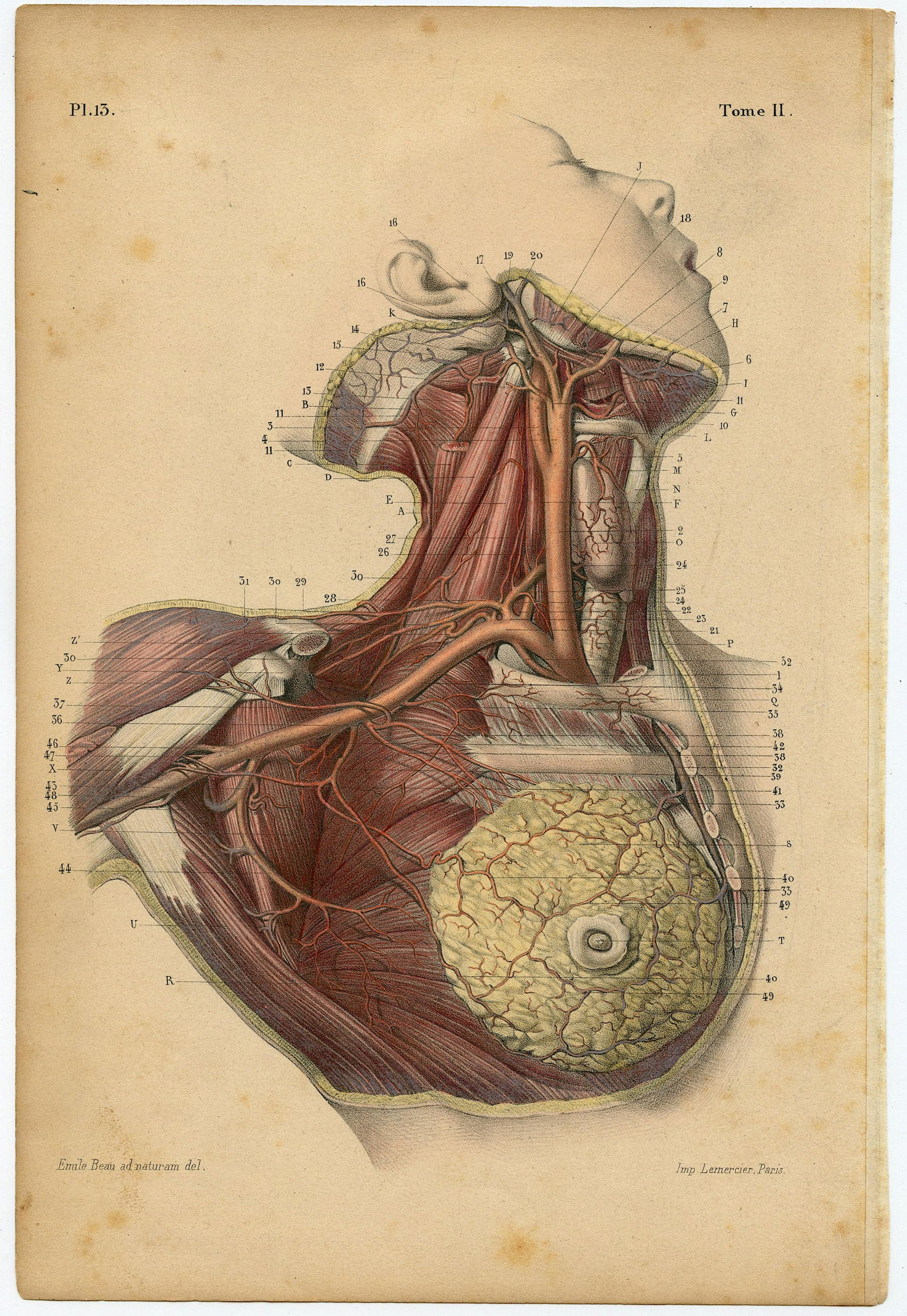 Rare Antique Anatomical Colored Print 19th. C. (1 of 1)