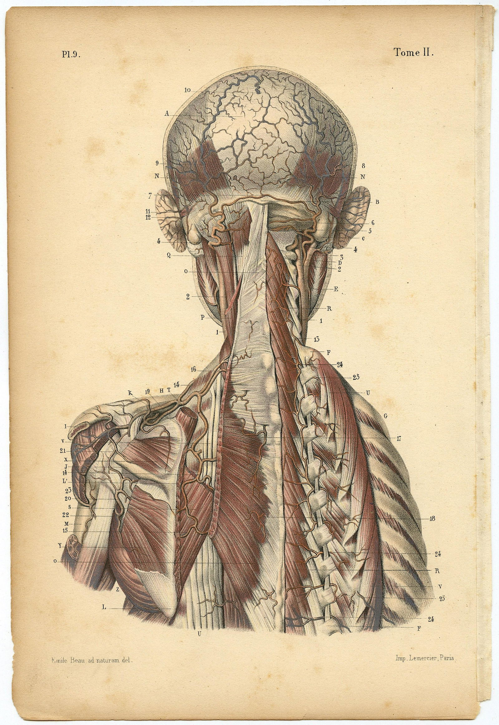 Rare Antique Anatomical Colored Print 19th. C. (1 of 1)