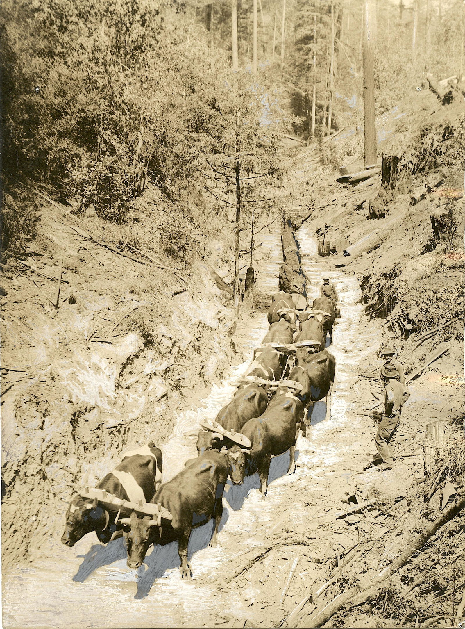Antique Photo Oxen Team Pulling Lumber, CA (1 of 2)
