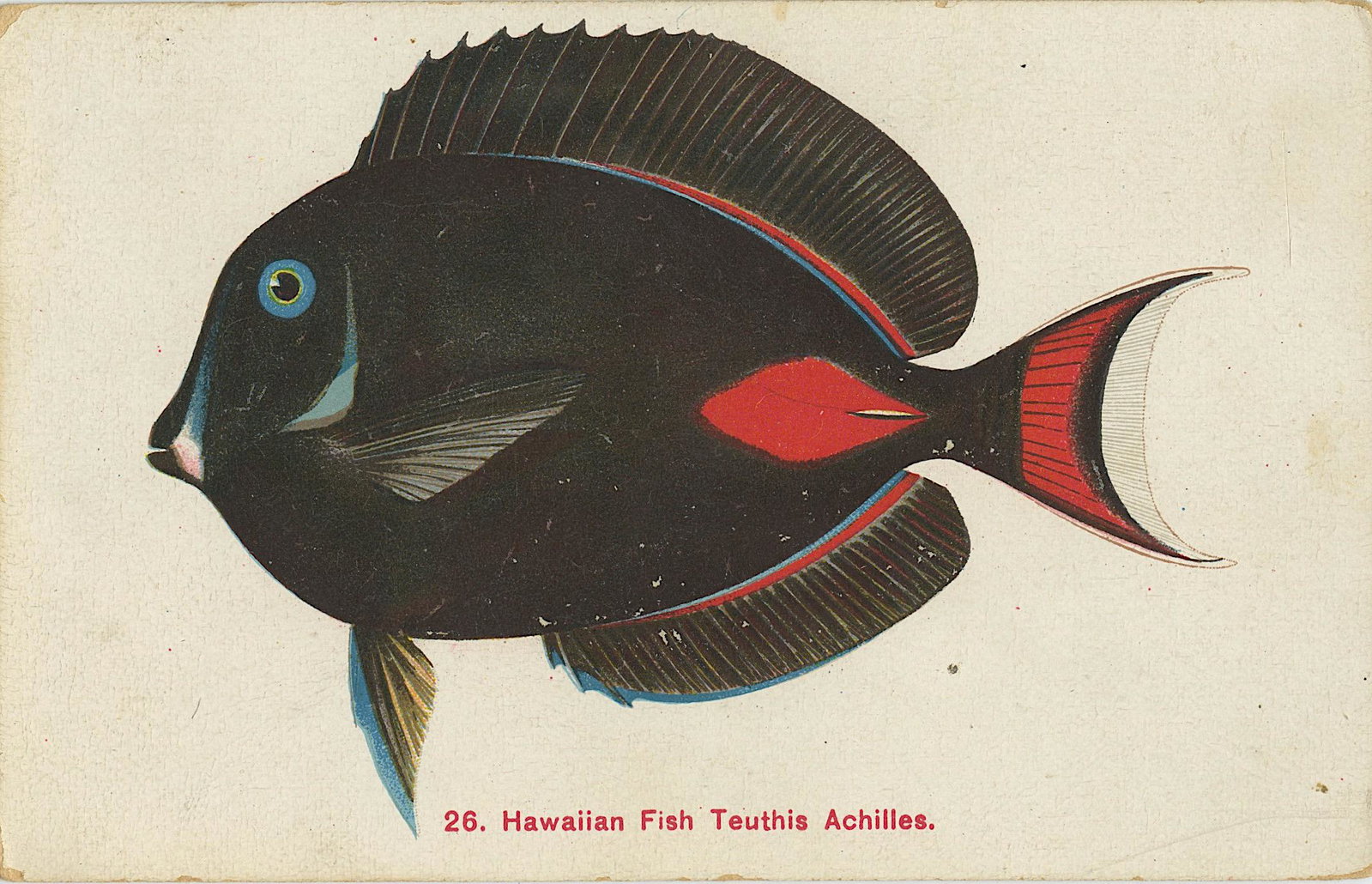 Antique Postcard Color Hawaiian Fish Private Mailing: The dimensions of an antique postcard are Approx. 5.5"x 3.5" (small variances can occur). This lot is located in Boca Raton, Fl. The shipping by Artelisted will be via USPS - First Class, Priority or 